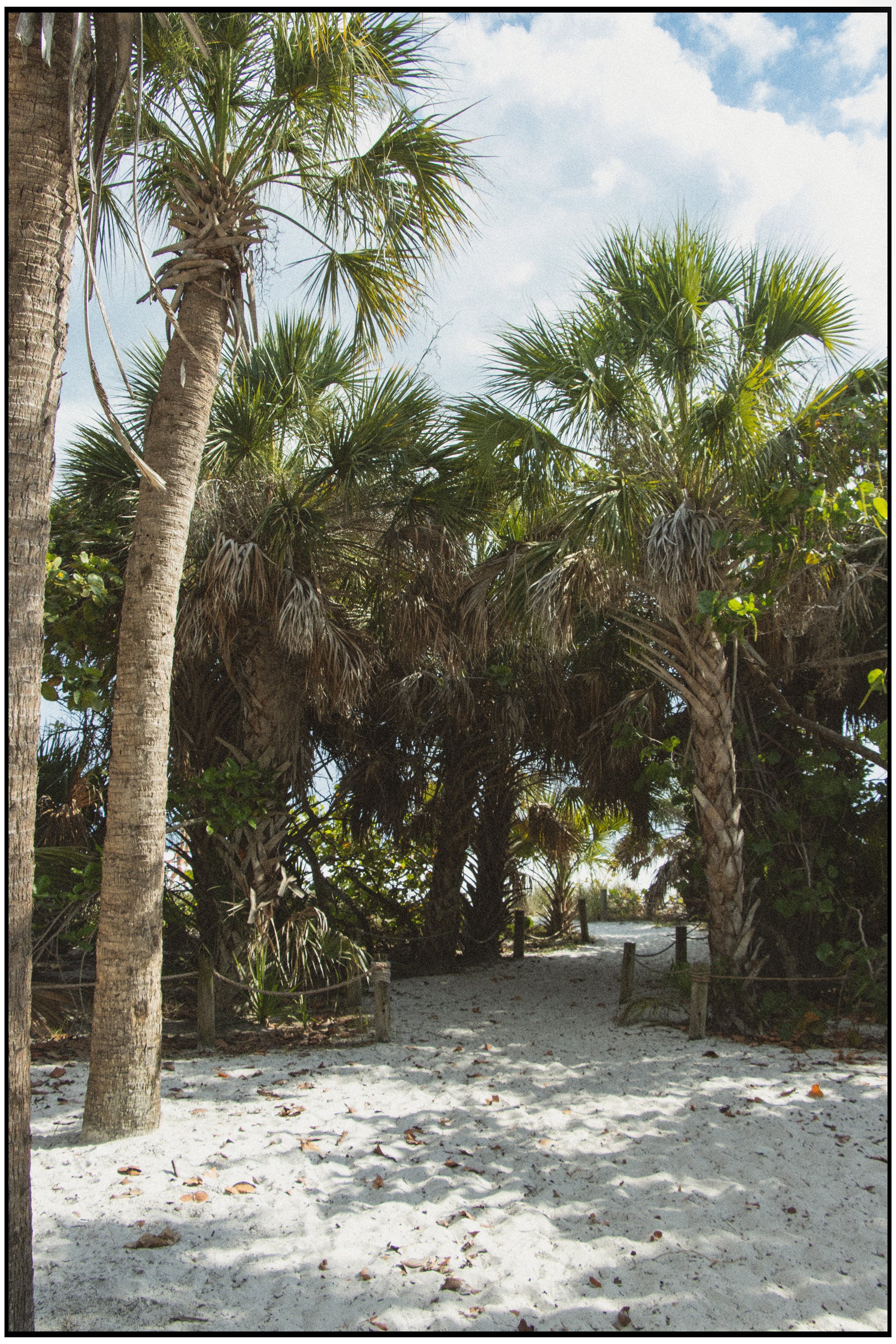 A sandy pathway leading through a grove of tall palms with green fronds against a partly cloudy sky.