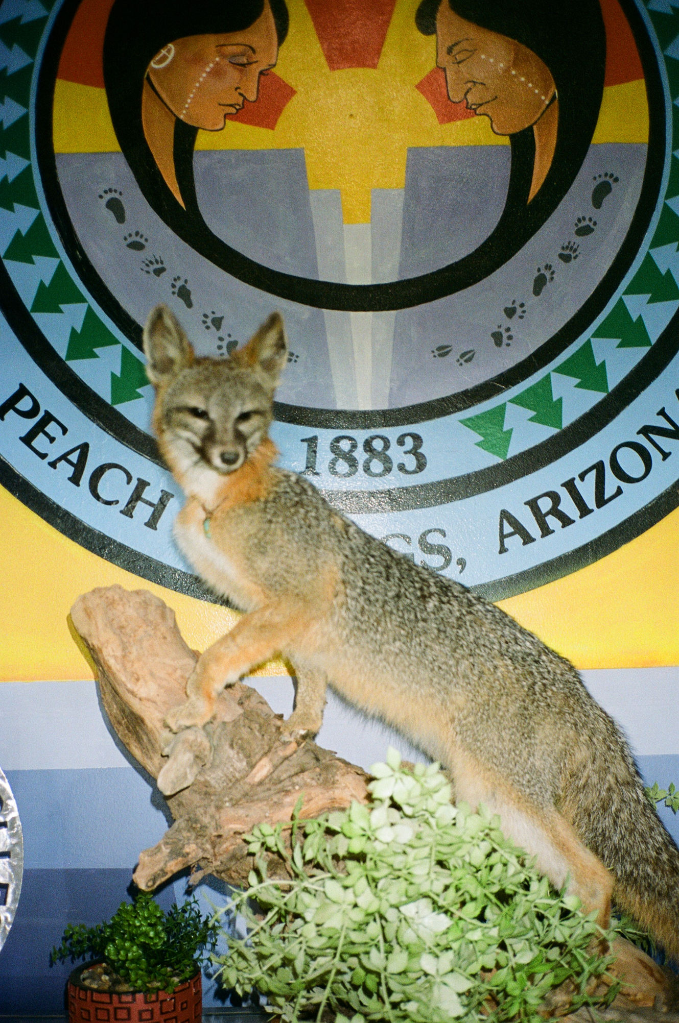 Peach Springs 02.png