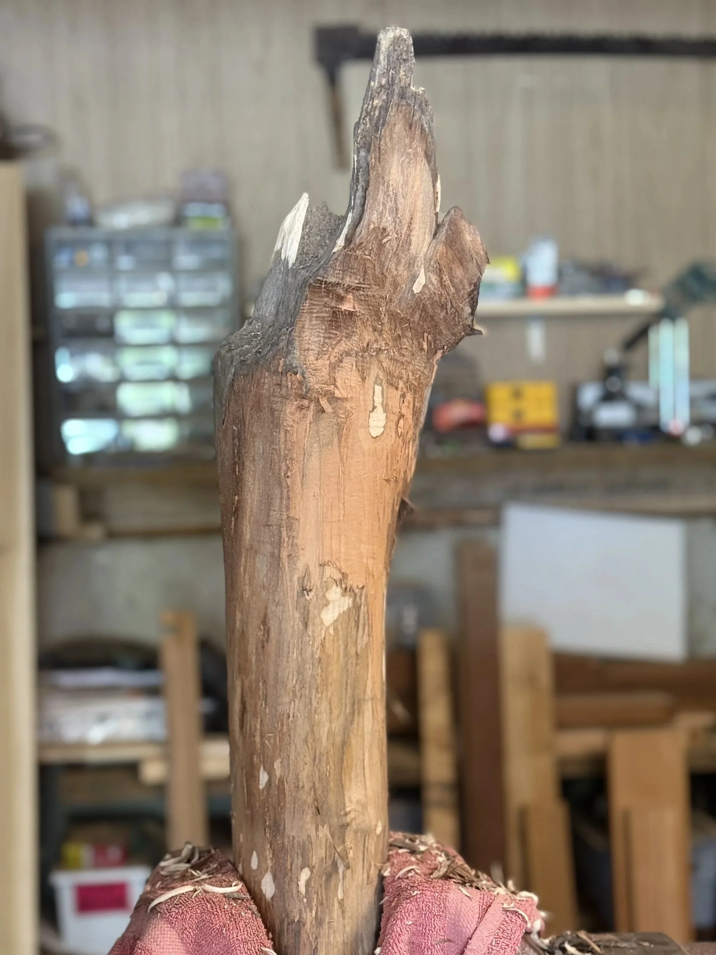 Studio workbench view of a raw, organic natural wood branch clamped securely in a red bench vise for hand-carving by BeckerDzine in Kansas City.