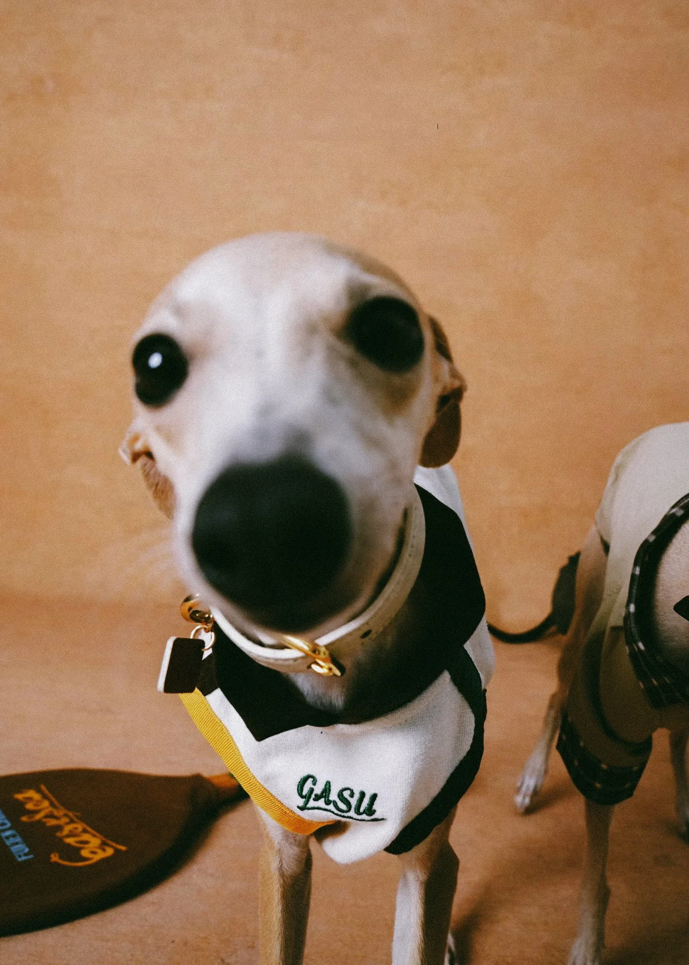 XXIXIN-PET-16.jpg