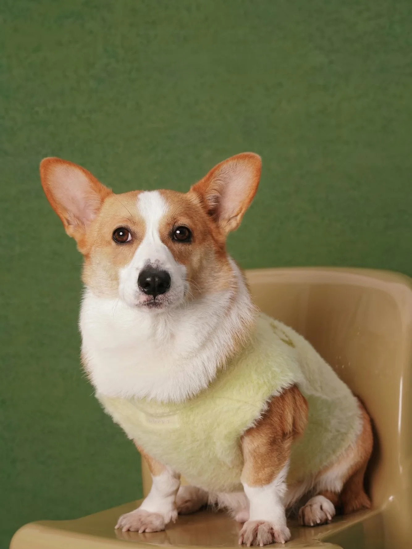 Love to photograph pets of all shapes and sizes! Corgis are some of my favourite.

Shot by BEOWULF Studio, 2026

#torontodogsofinstagram #petportrait #torontopetphotographer