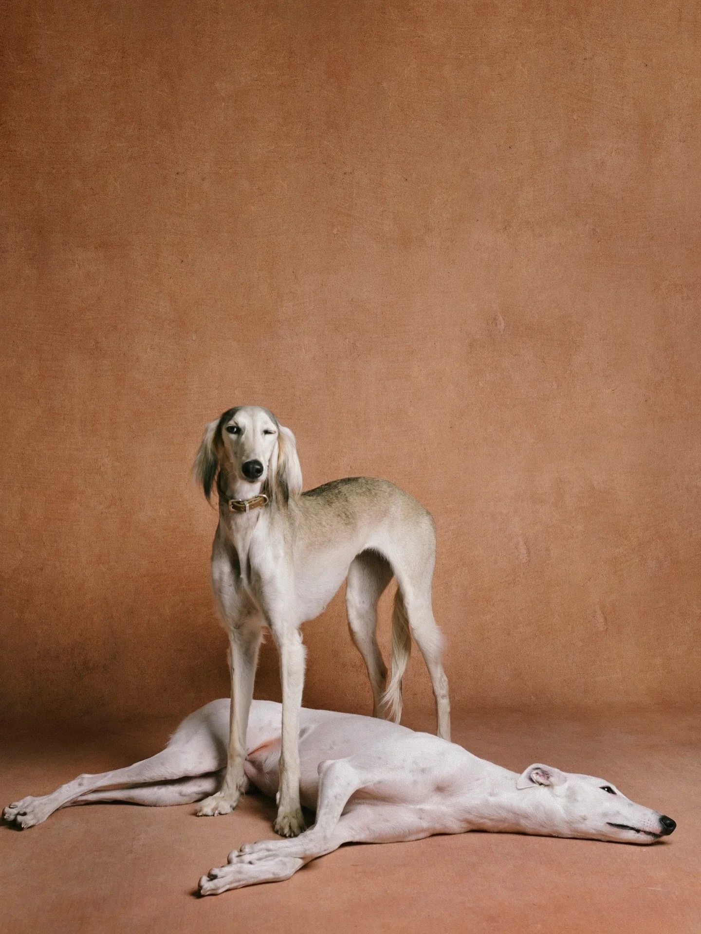 Which dog are you? Honestly they&rsquo;re both such vibes. 
Shot by BEOWULF Studio, 2026 

#torontodogsofinstagram #petportrait #torontopetphotographer