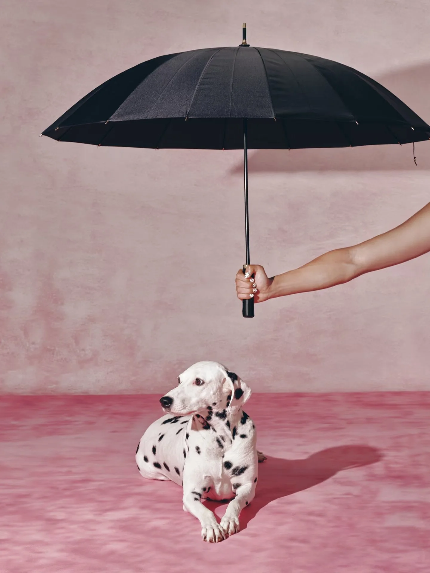 Rain or shine, shelter in style. 
Editorial portraits for the modern companion. High-contrast, timeless design, and unmatched presence.
Booking select editorial sessions in Toronto.

&mdash;
#torontopetphotographer #torontodogs #dalmatians #dogportra