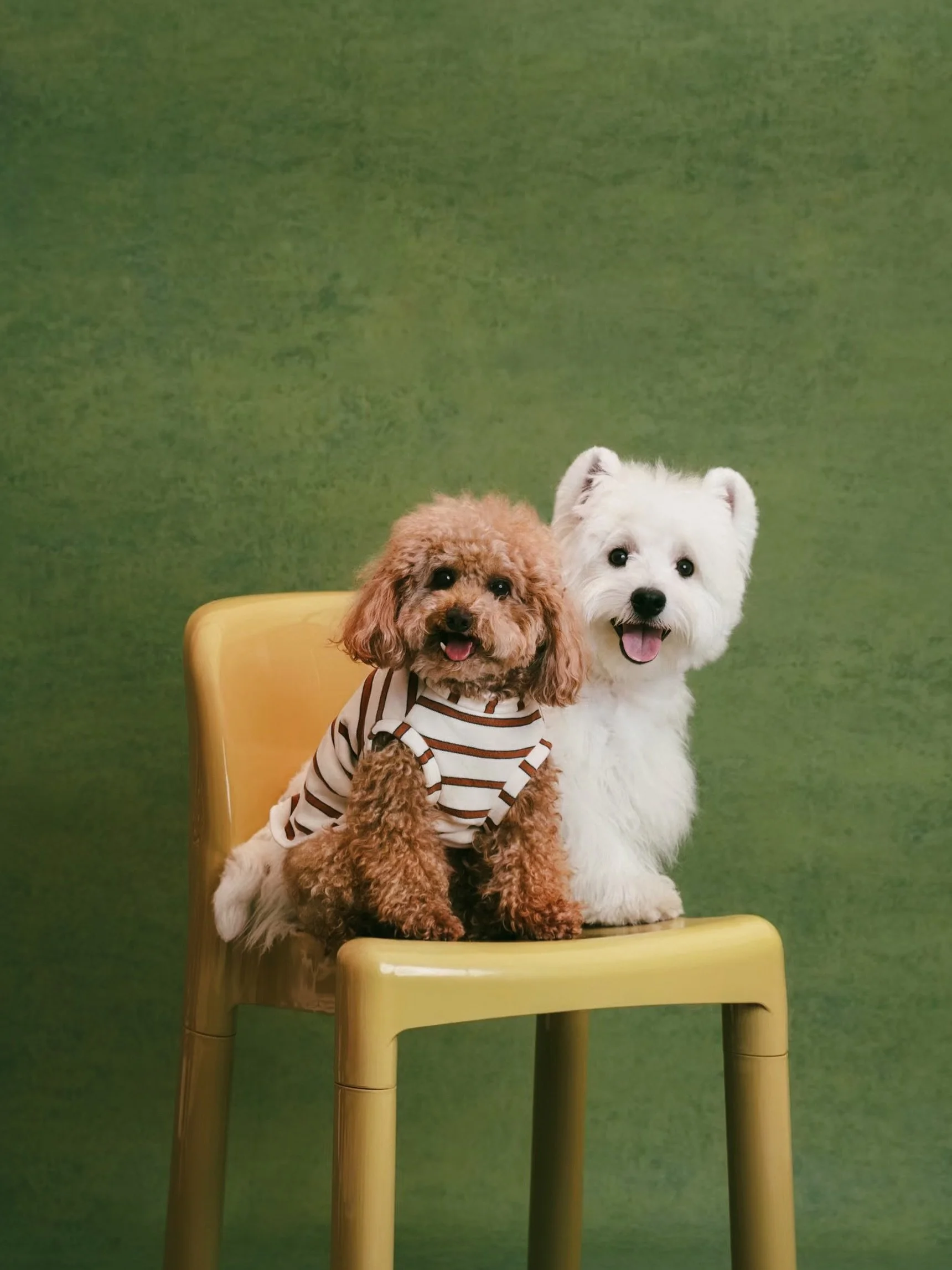 Dada and Emu

BEOWULF Studio, 2026

#petphotography #torontopets