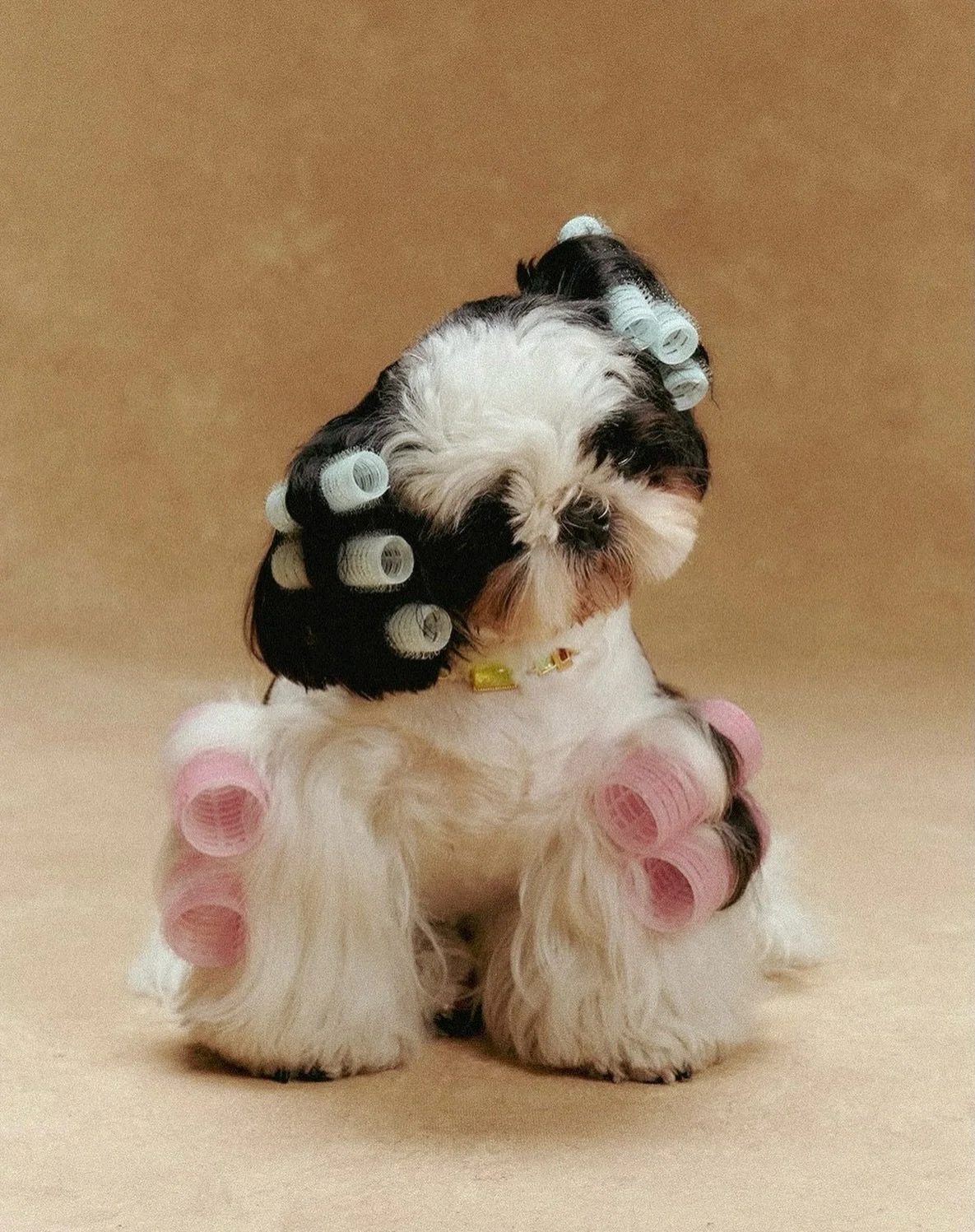 Malshi (Maltese/Shih Tzu) named Milkshake 

BEOWULF Studio, 2026