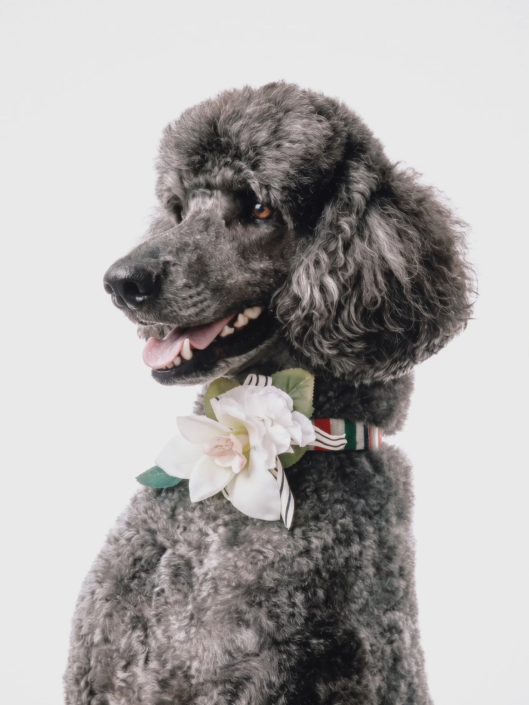 Charity Pup-Up Session! Here is Maverick the Standard Poodle 🐾 

For booking inquiries and upcoming event announcements click the link in bio~

BEOWULF Studio, 2026

petphotography torontodog torontophotographer