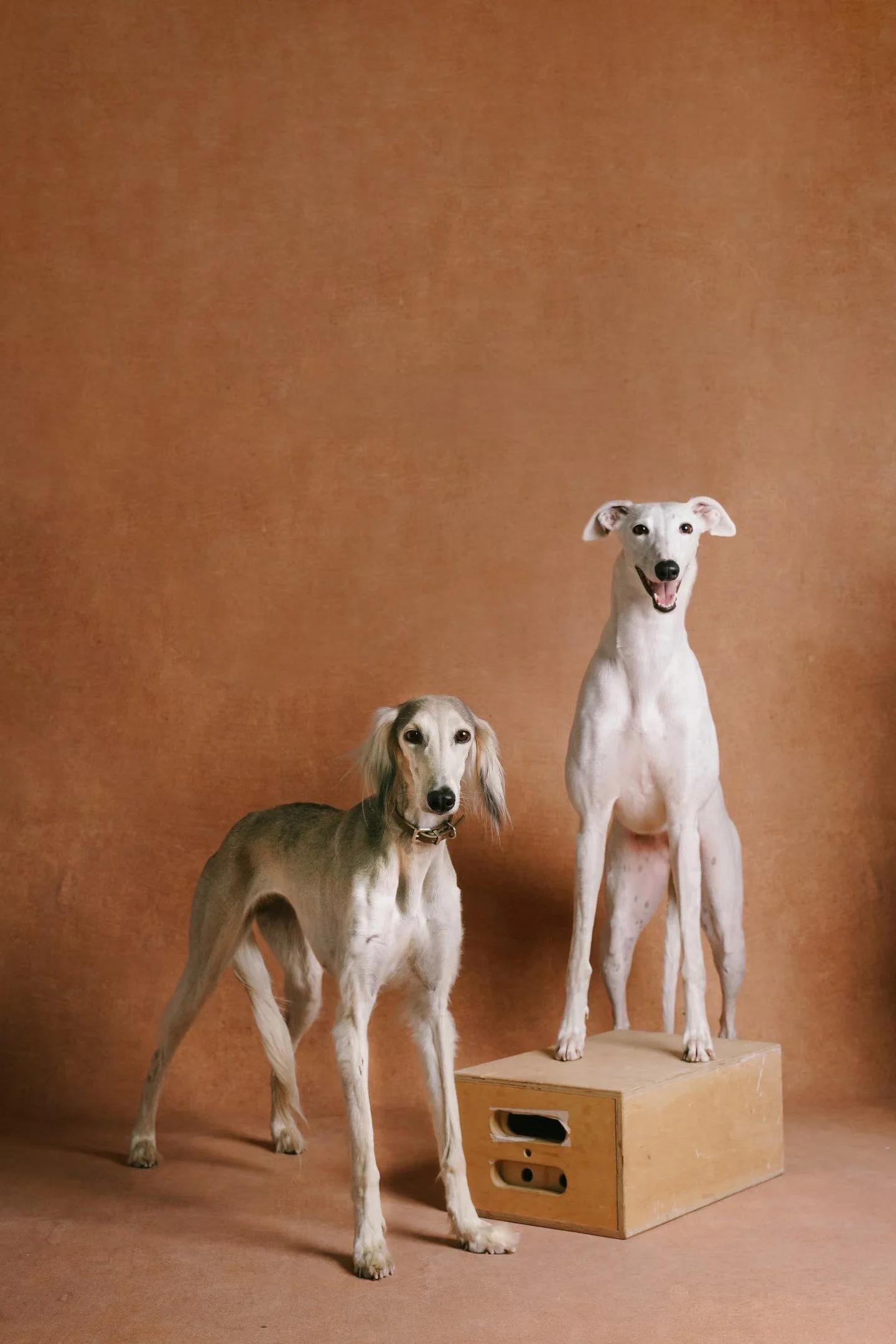 XXIXIN-PET-52.jpg