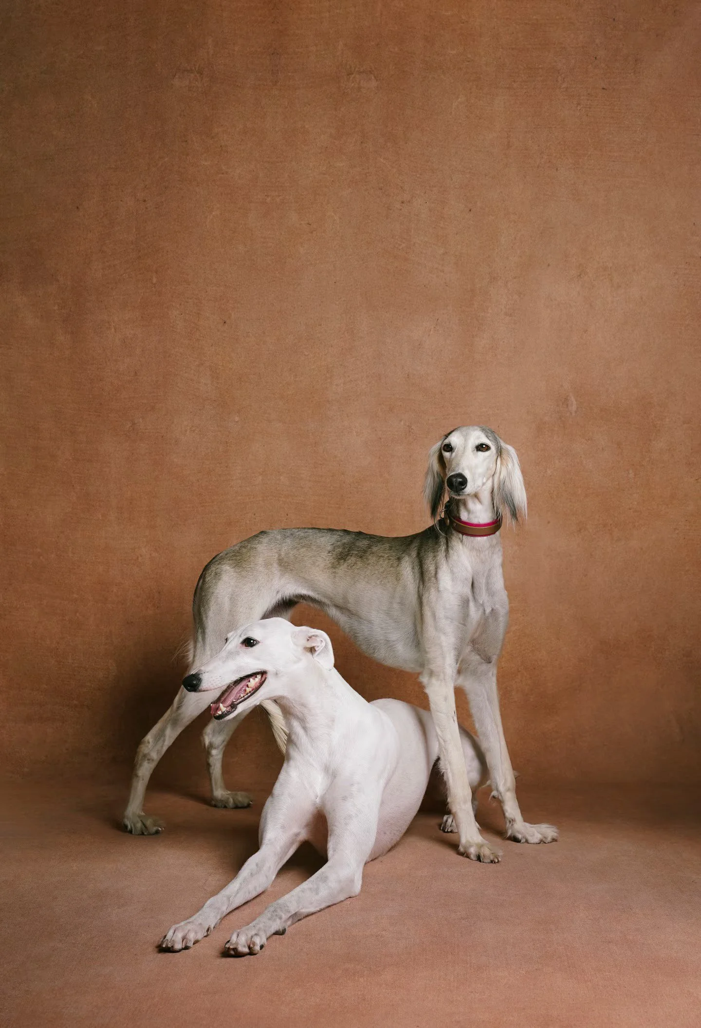 XXIXIN-PET-54.jpg