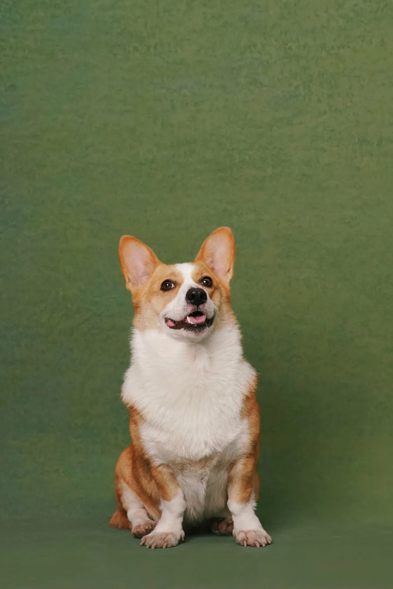XXIXIN-PET-42.jpg