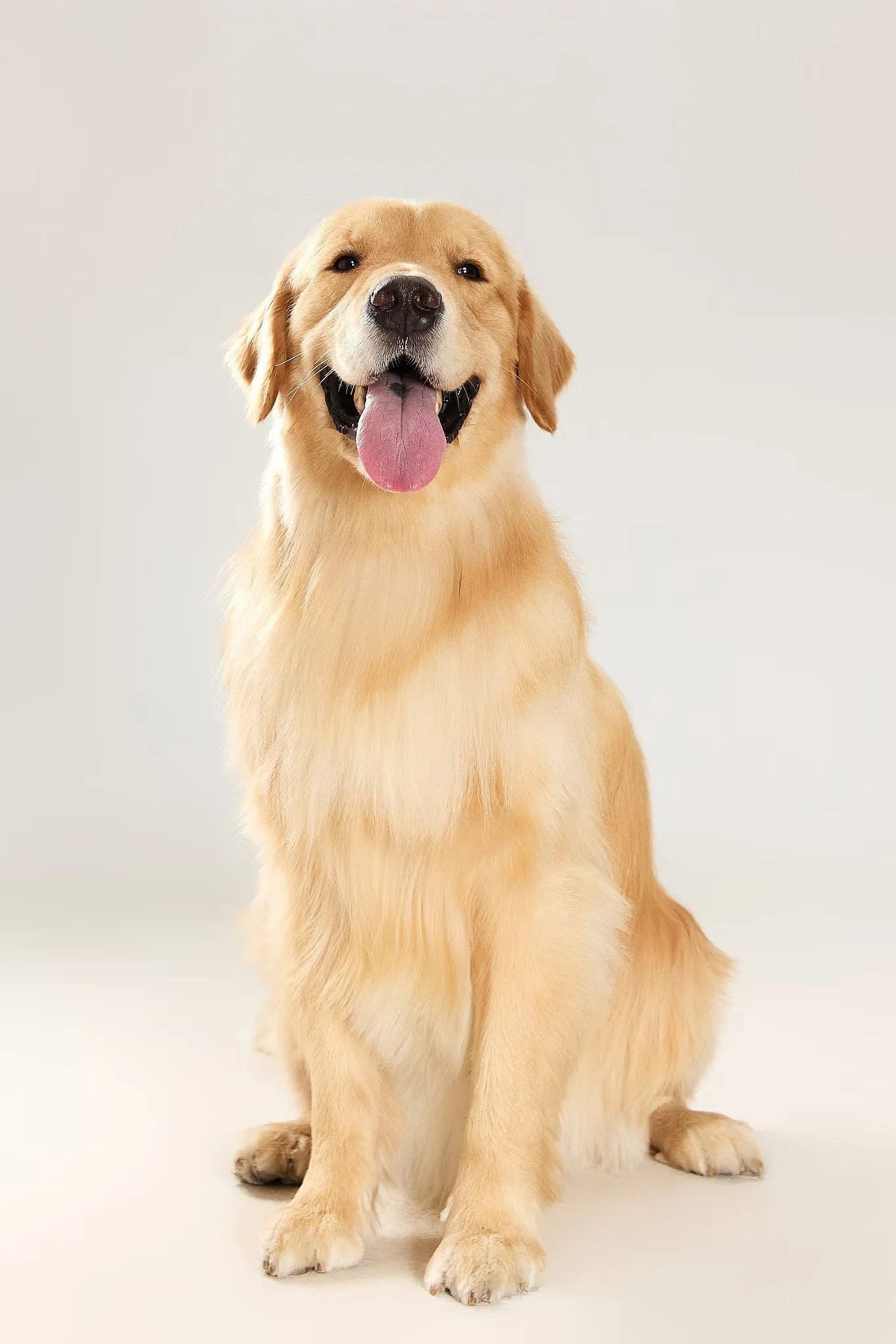 XXIXIN-PET-29.jpg
