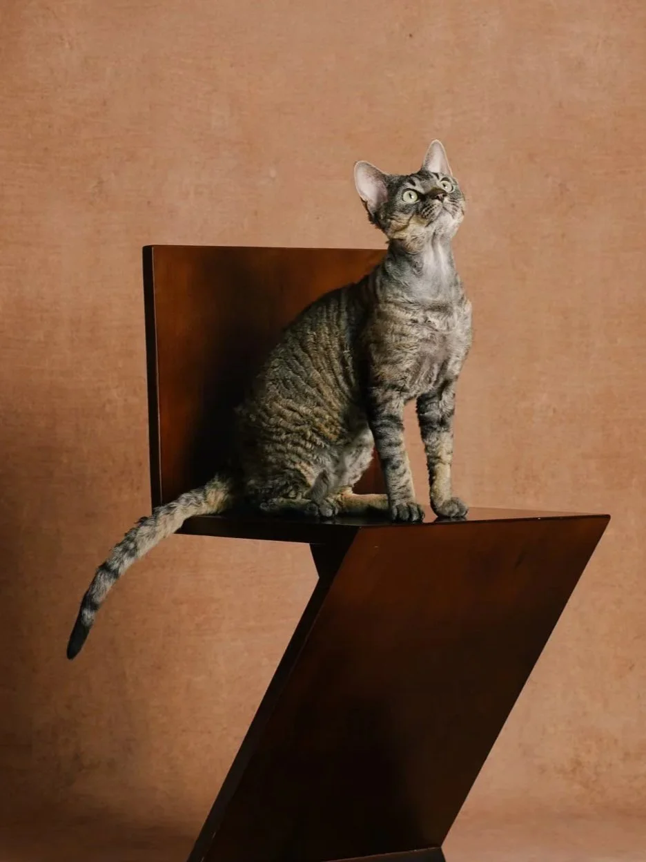 XXIXIN-PET-48.jpg