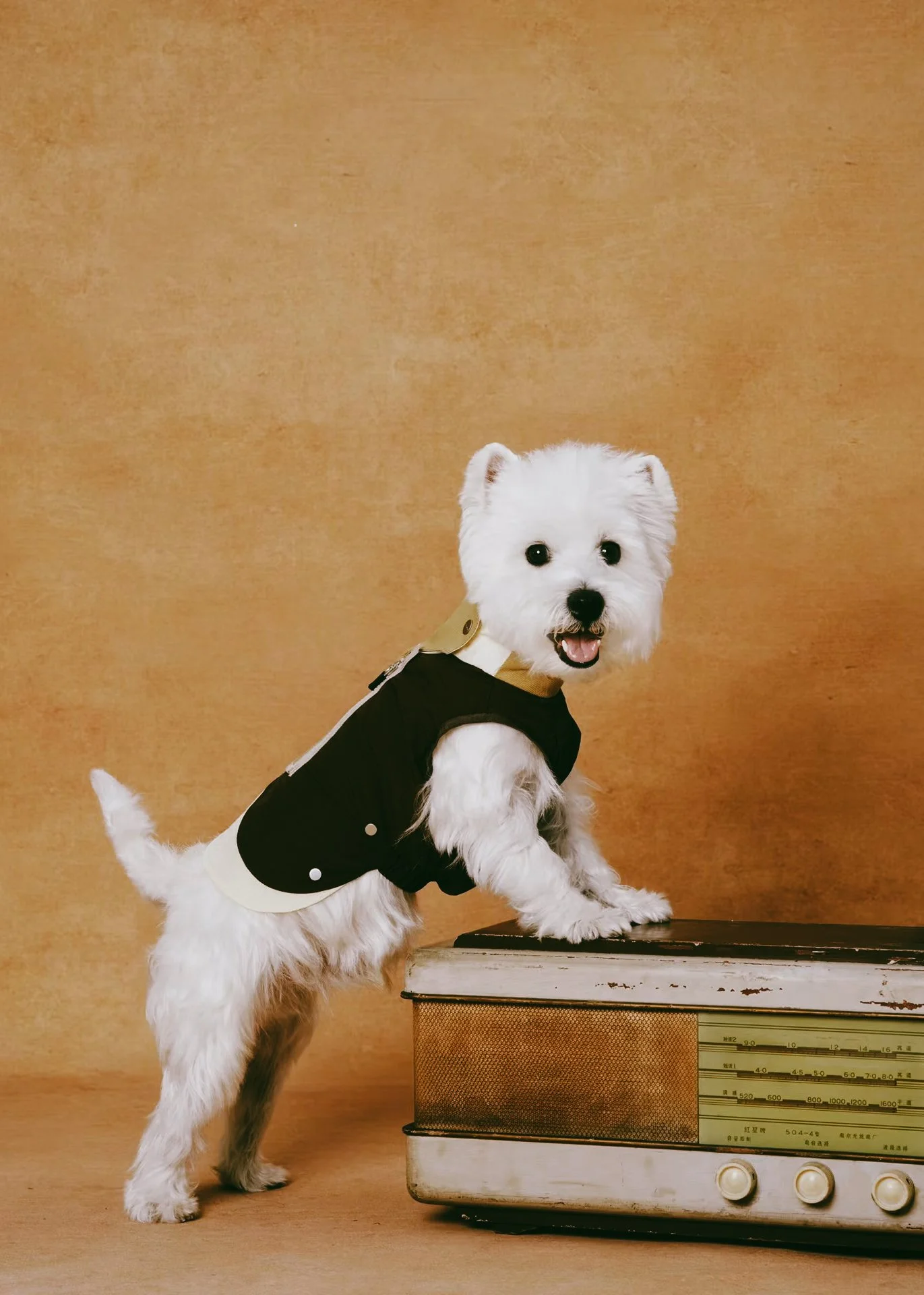 XXIXIN-PET-7.jpg