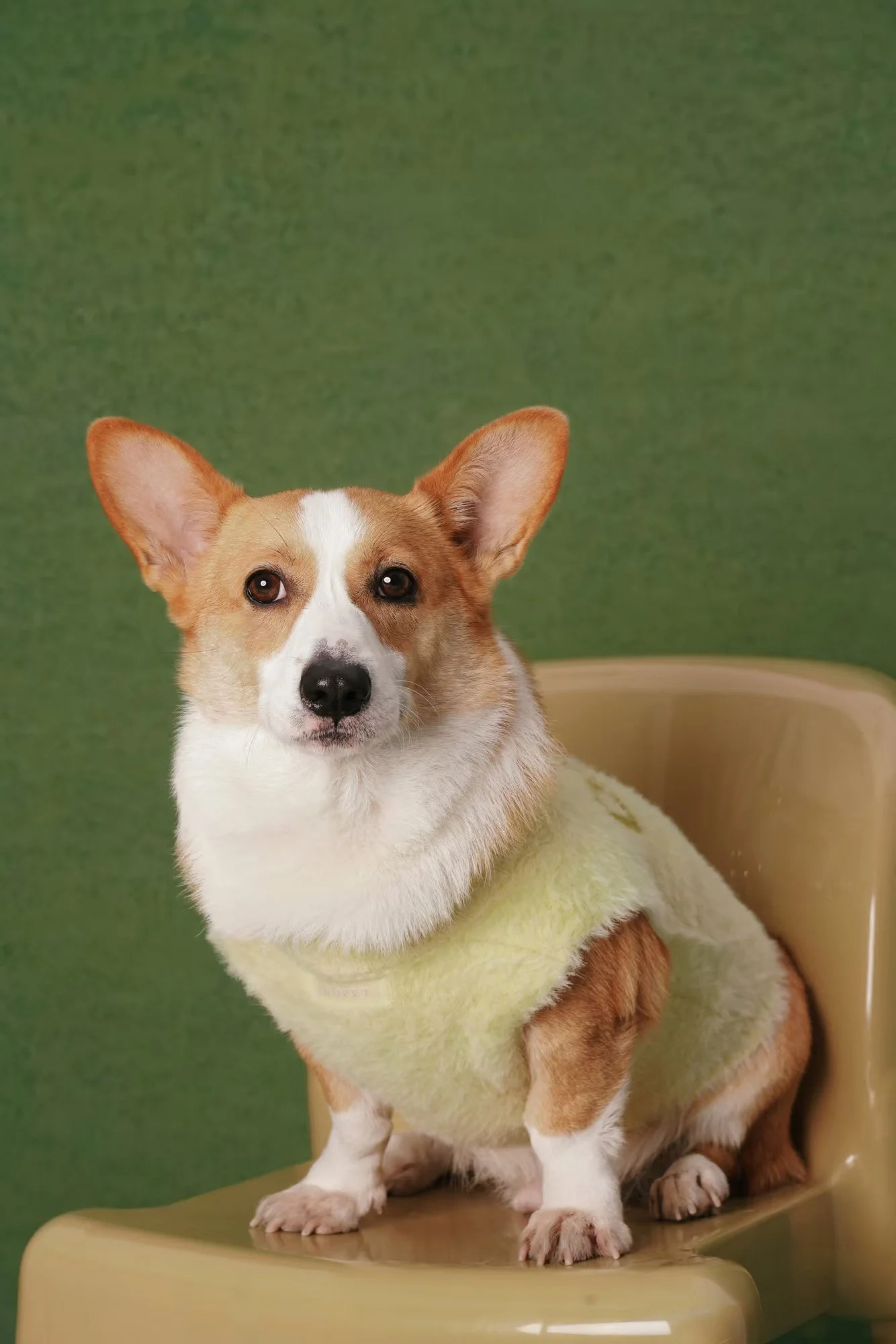 XXIXIN-PET-43.jpg