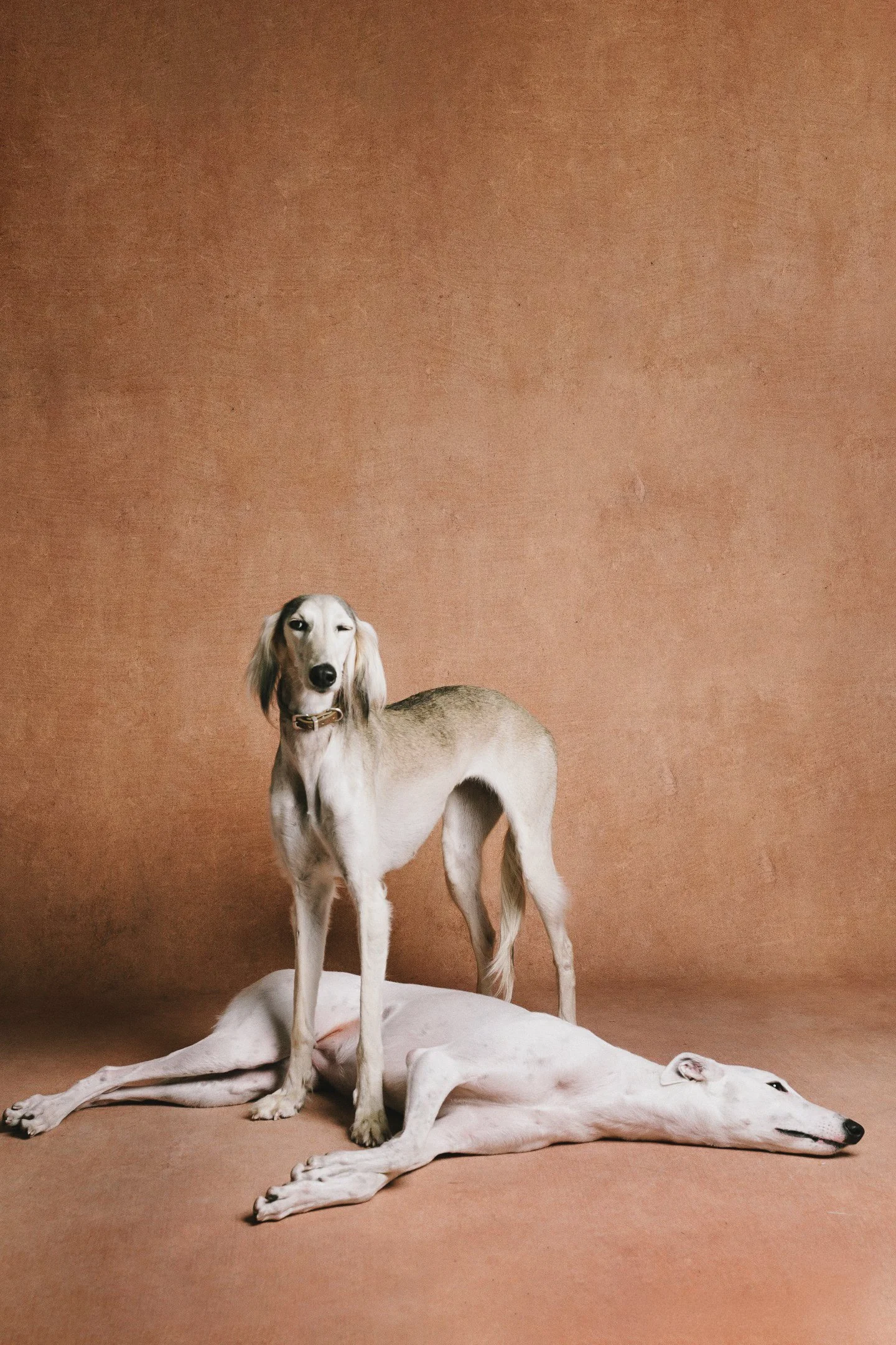 XXIXIN-PET-55.jpg
