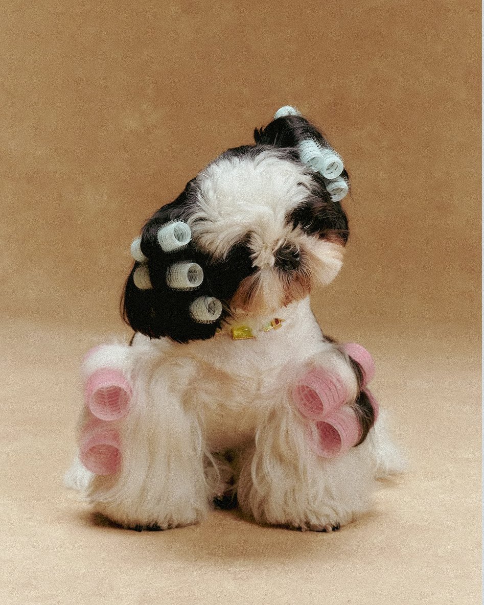 XXIXIN-PET-3.jpg