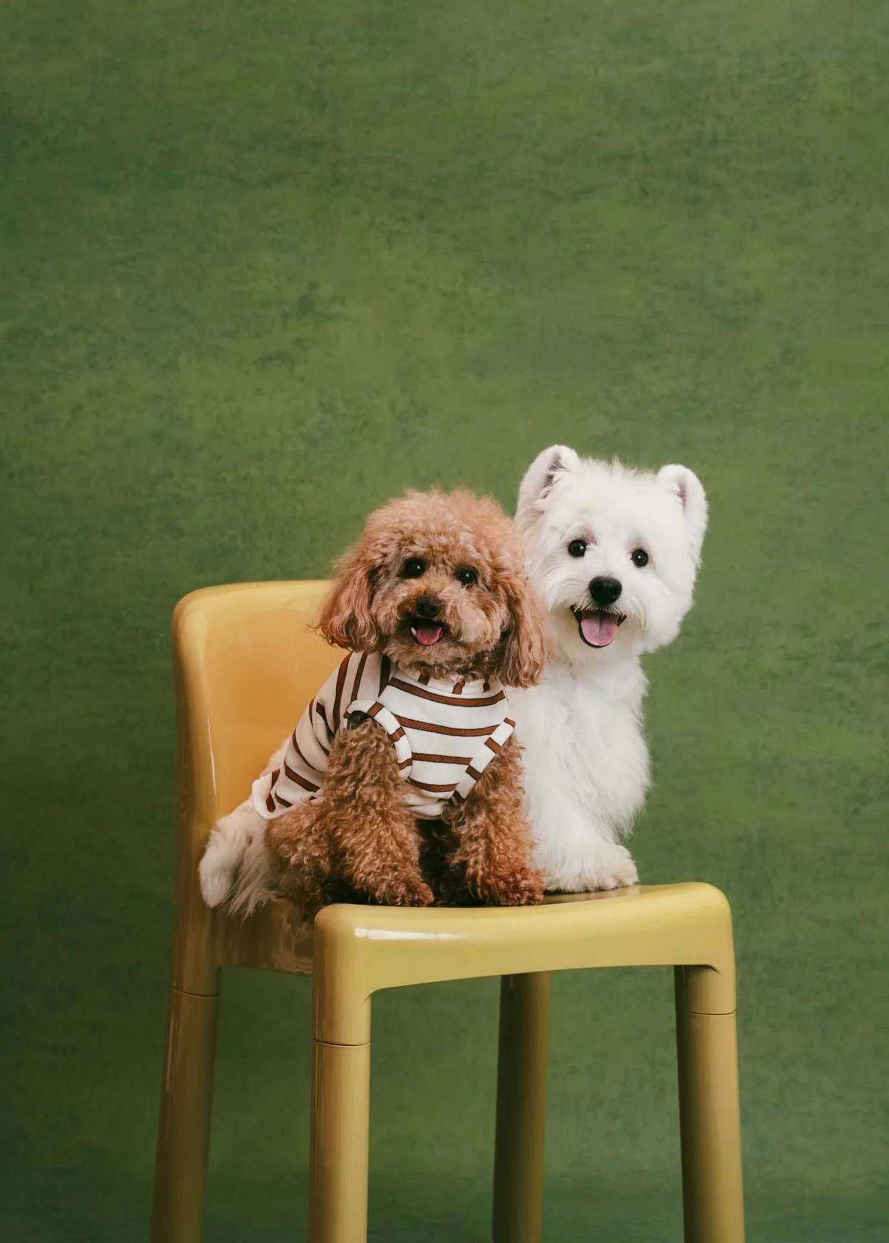 XXIXIN-PET-14.jpg
