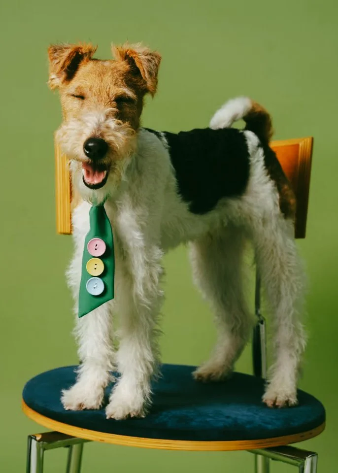 XXIXIN-PET-18.jpg