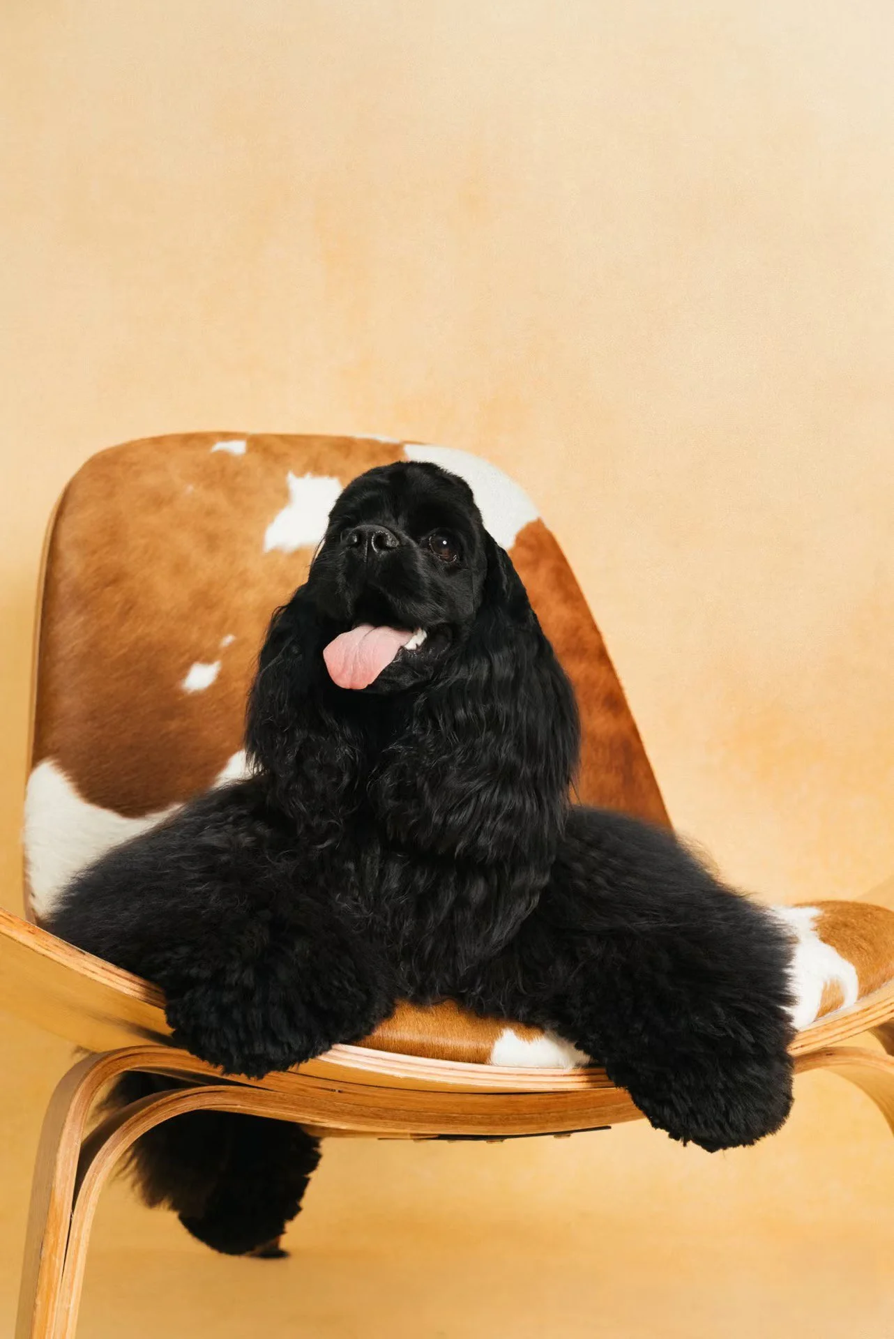 XXIXIN-PET-51.jpg