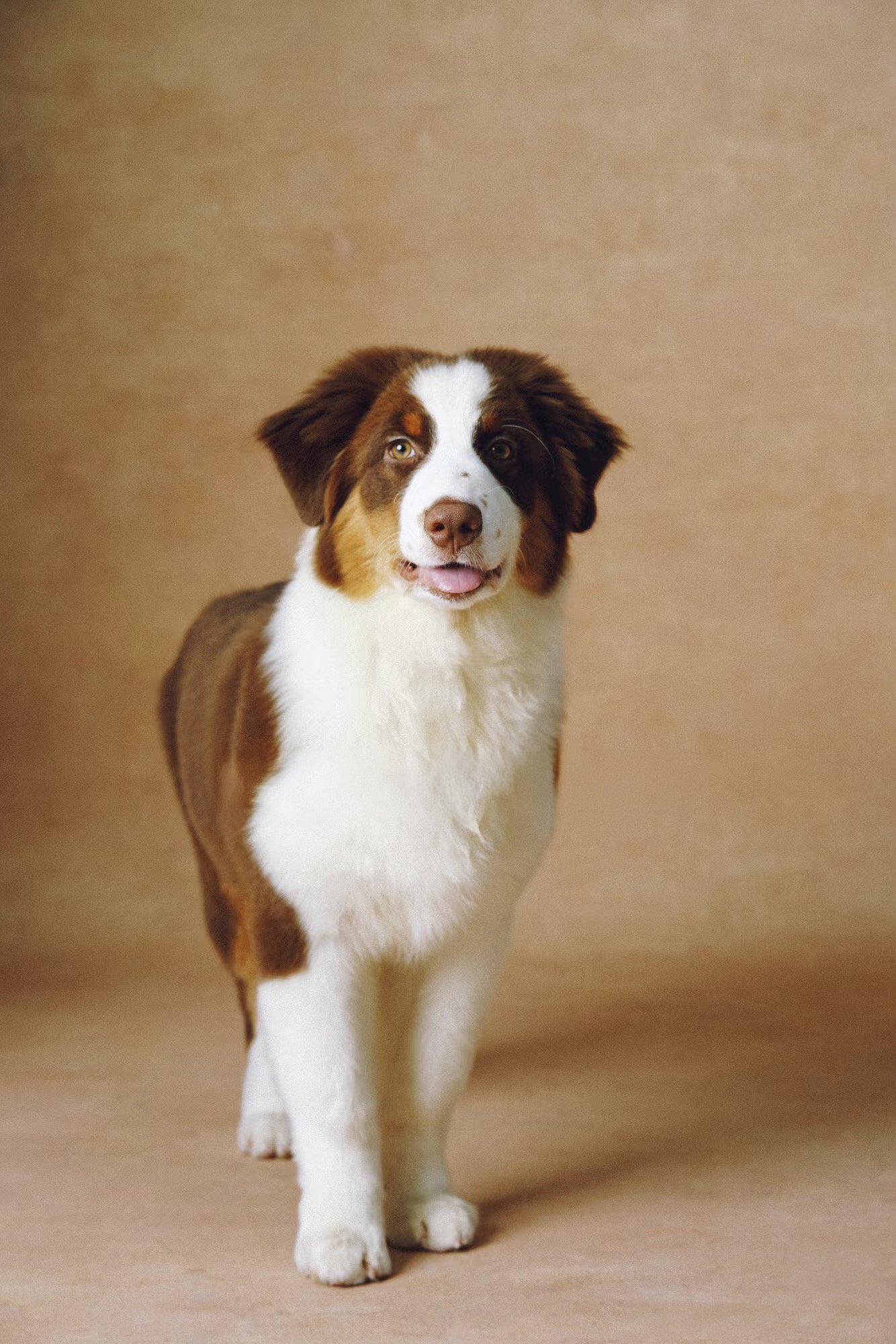 XXIXIN-PET-37.jpg