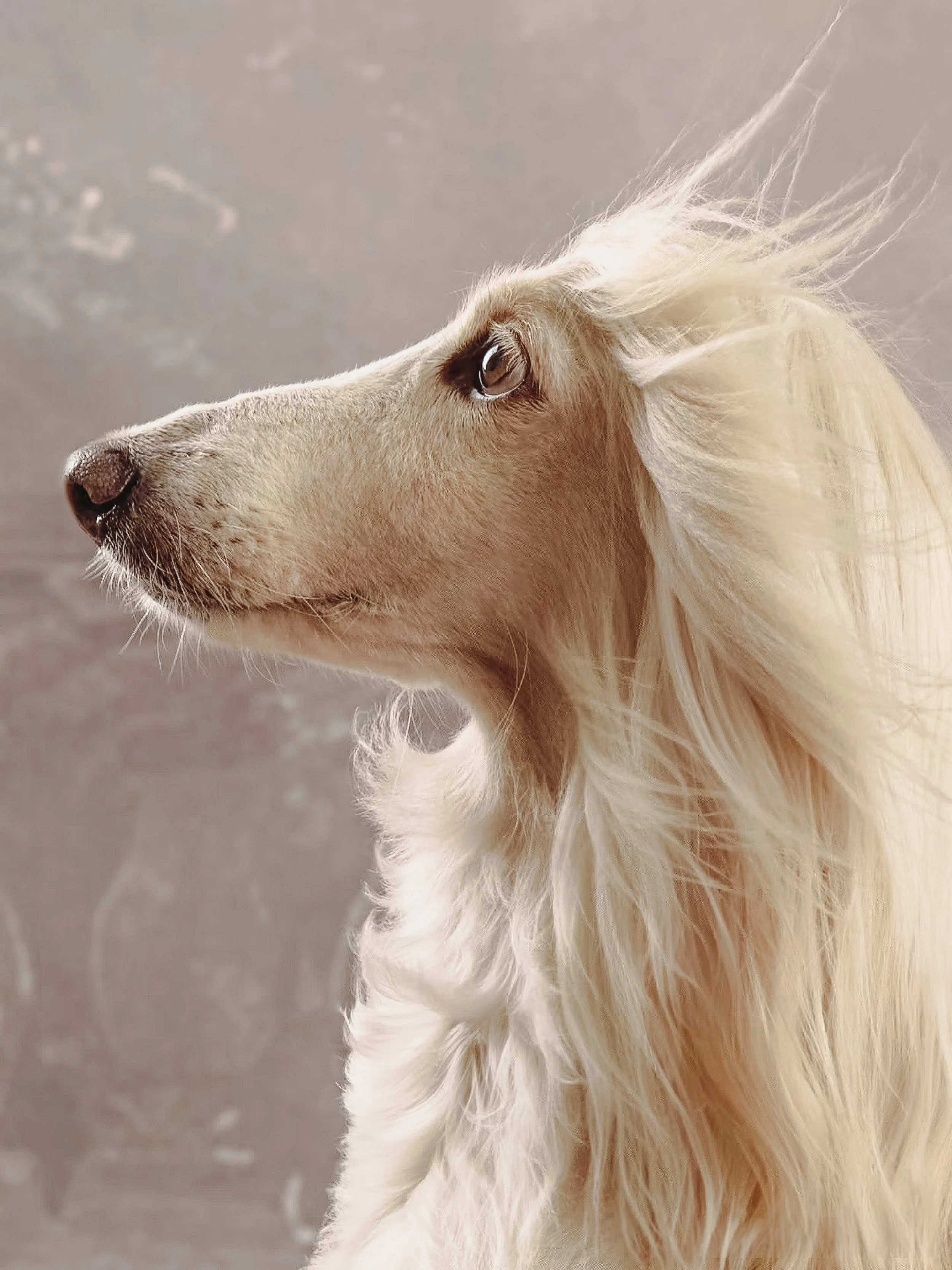 Close-up side profile of a golden retriever dog with light-colored fur, looking to the left against a neutral background.
