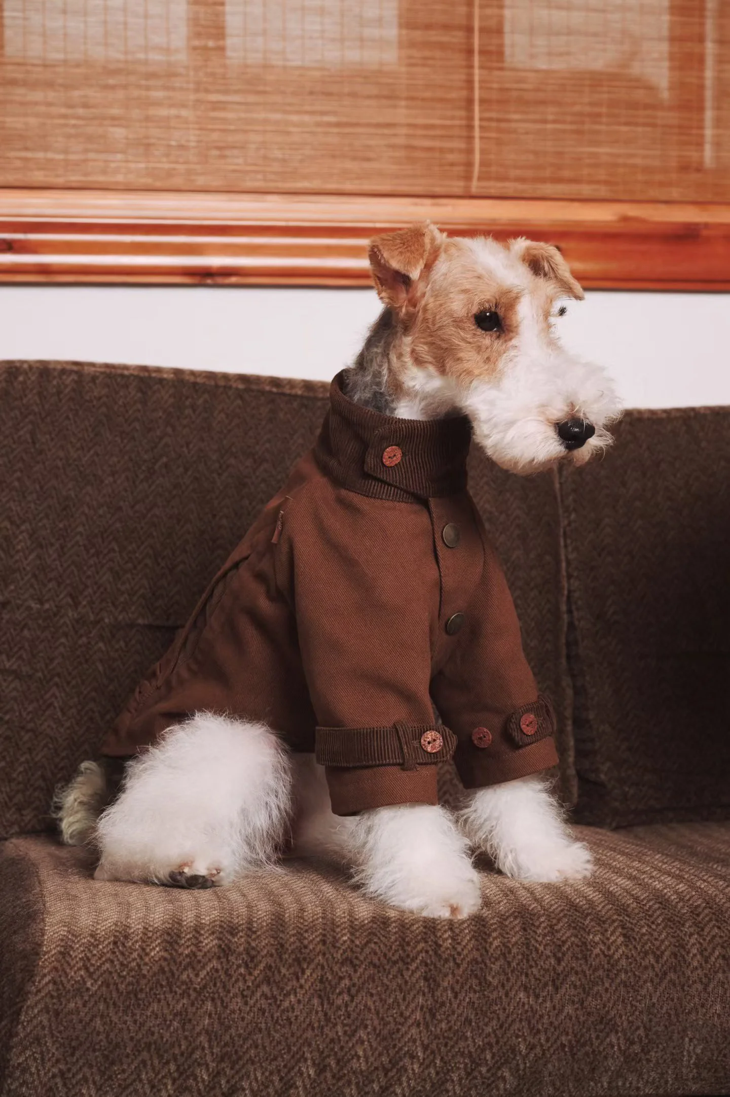 XXIXIN-PET-61.jpg