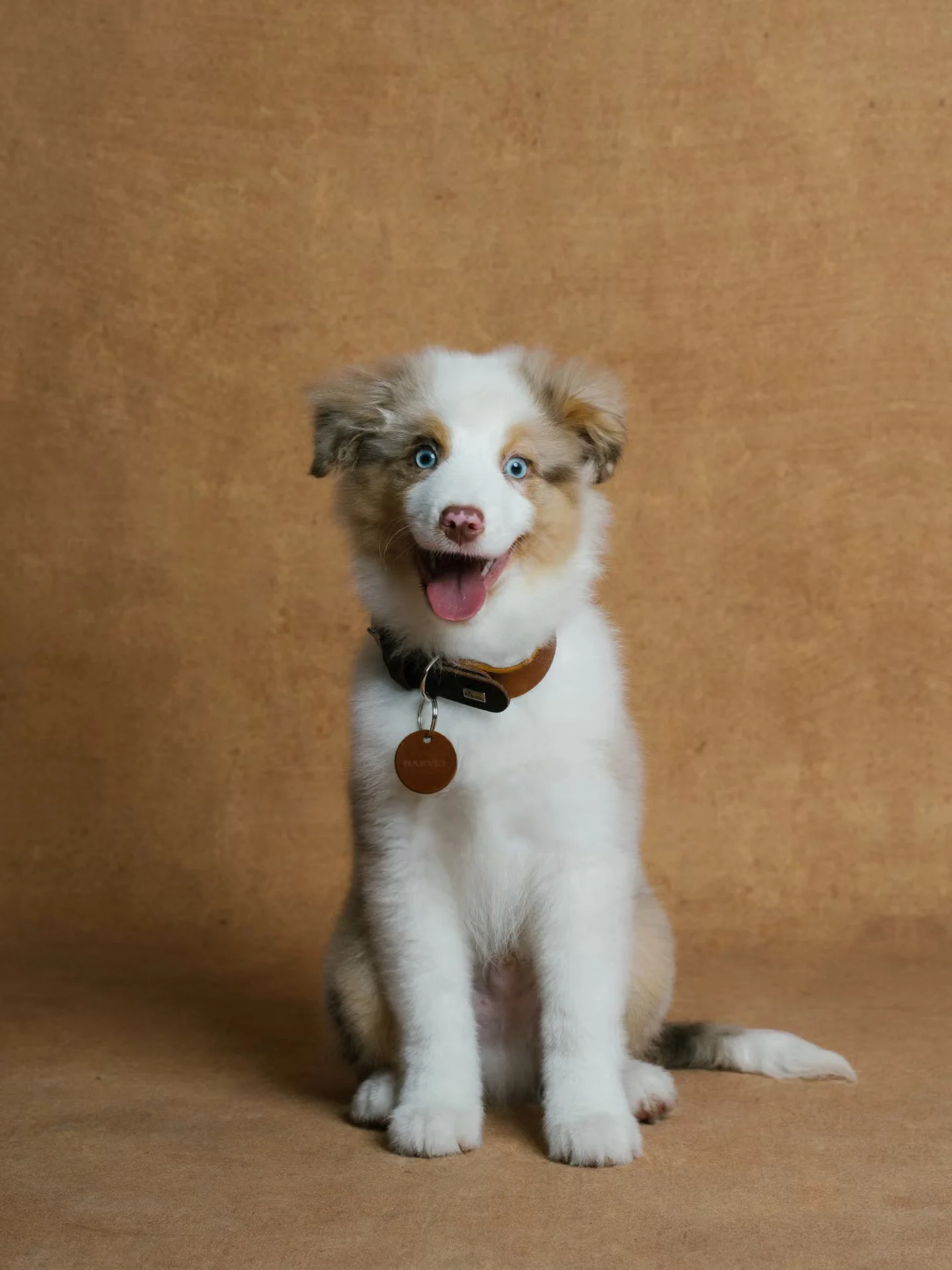 XXIXIN-PET-56.jpg