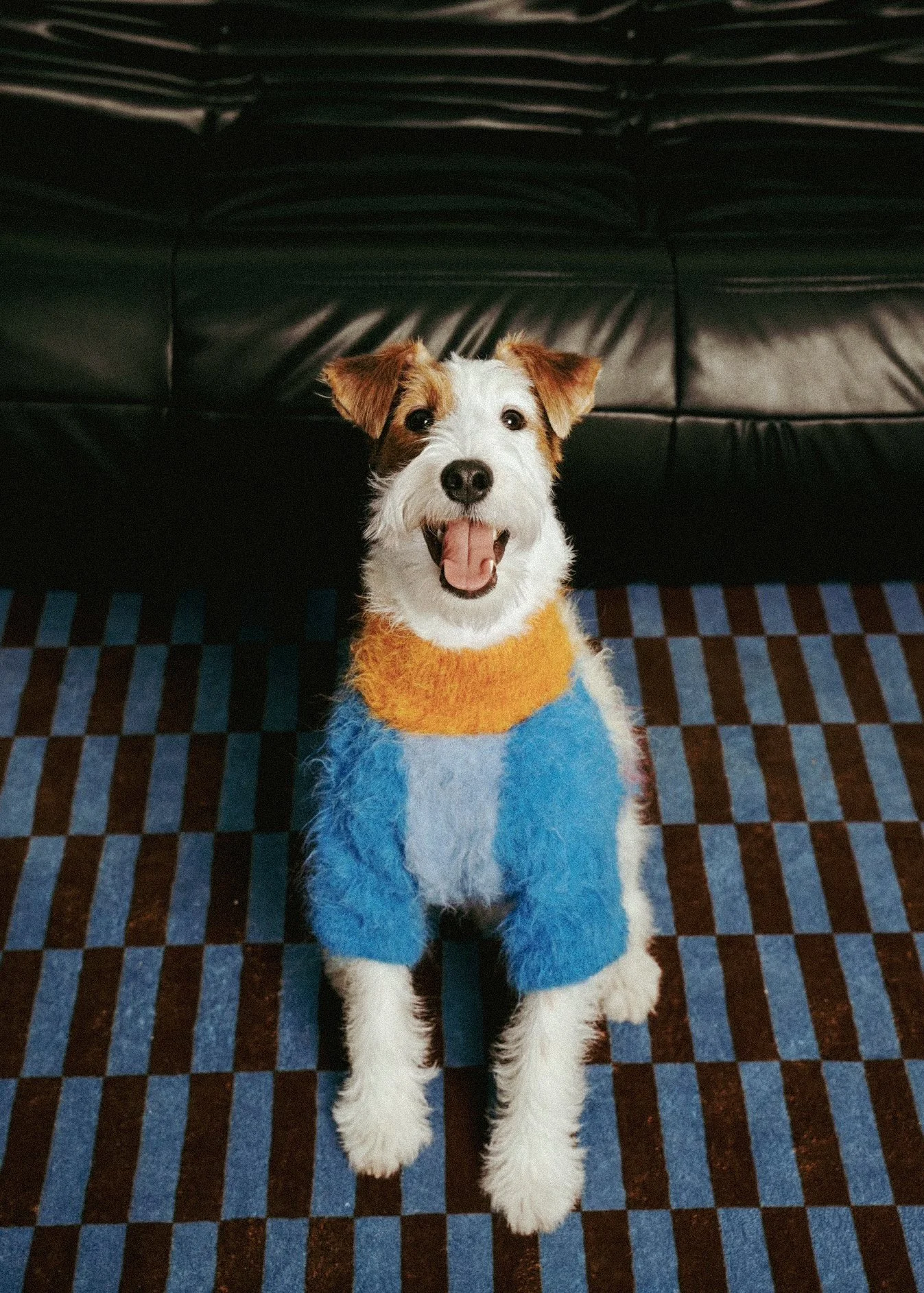 XXIXIN-PET-5.jpg