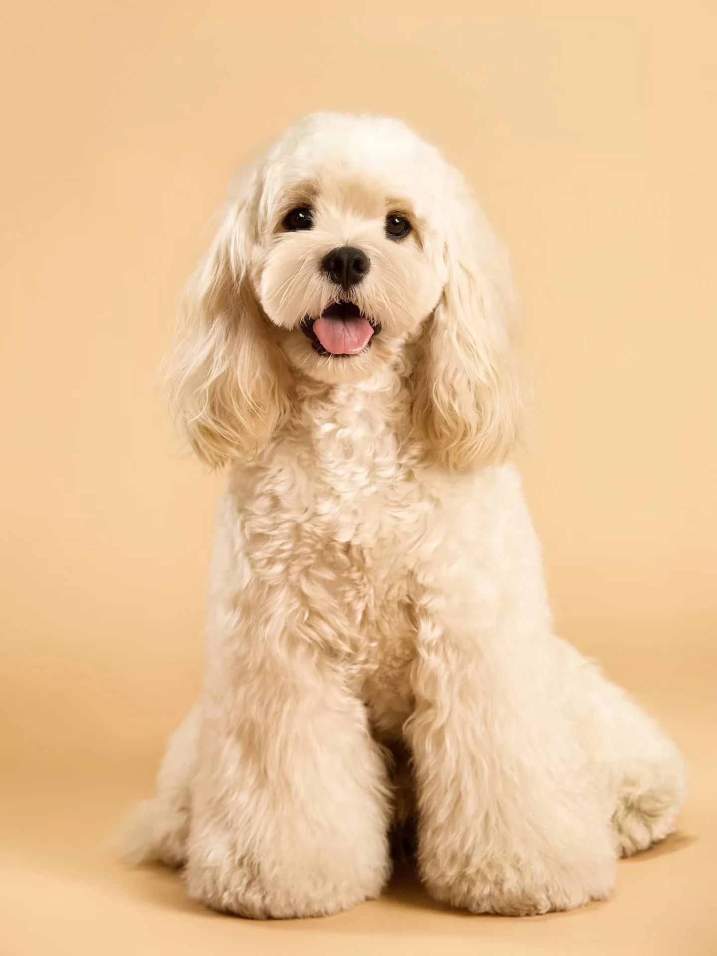 XXIXIN-PET-26.jpg