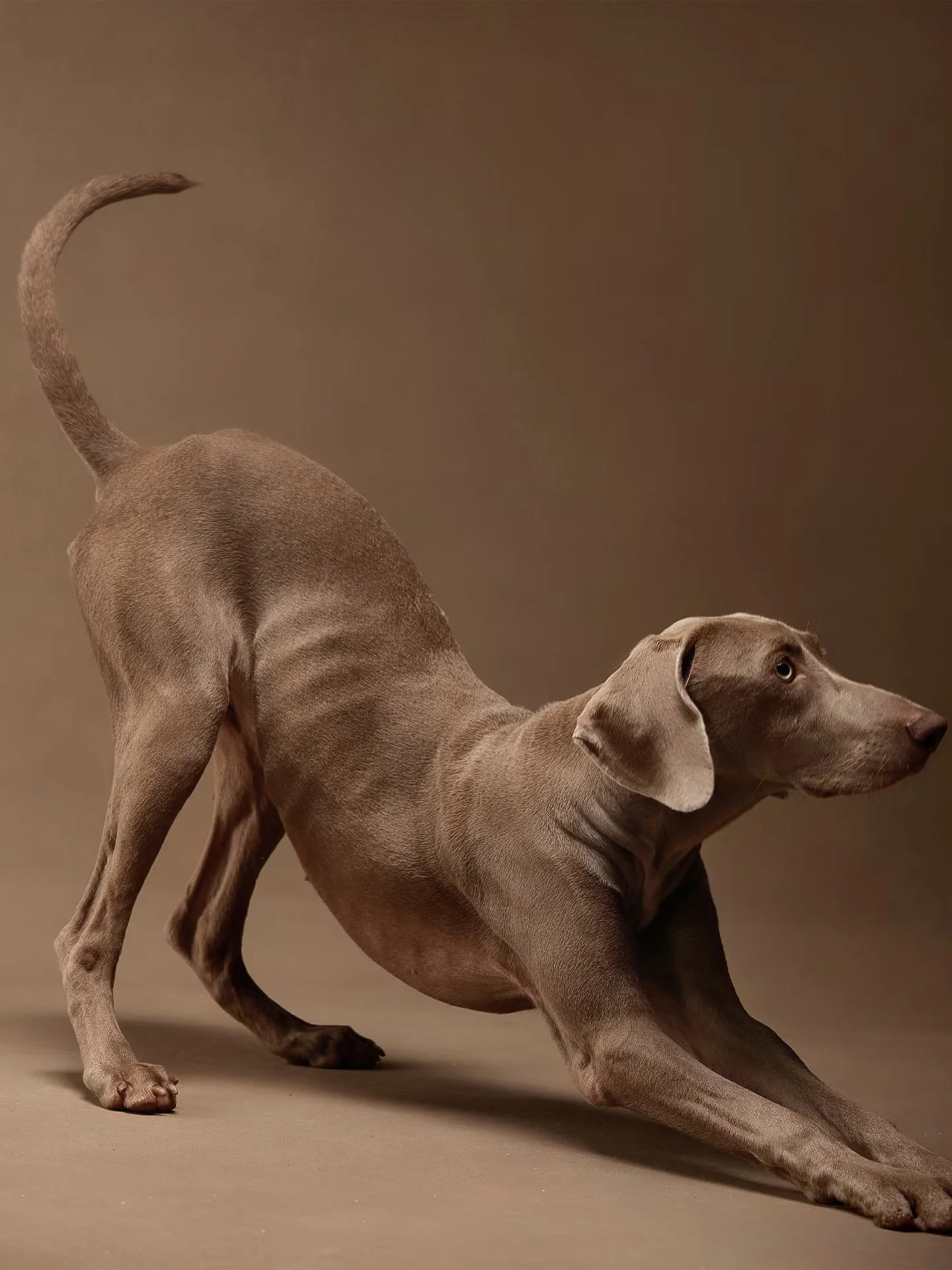 XXIXIN-PET-58.jpg