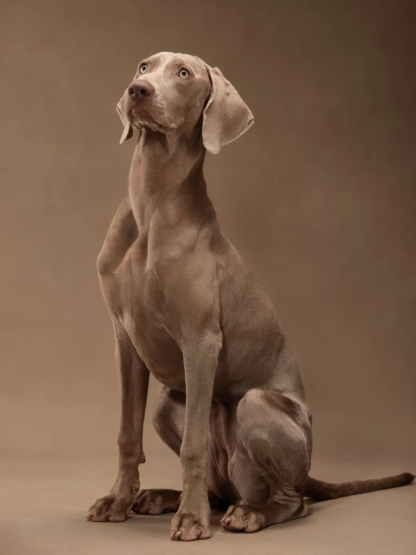 XXIXIN-PET-60.jpg