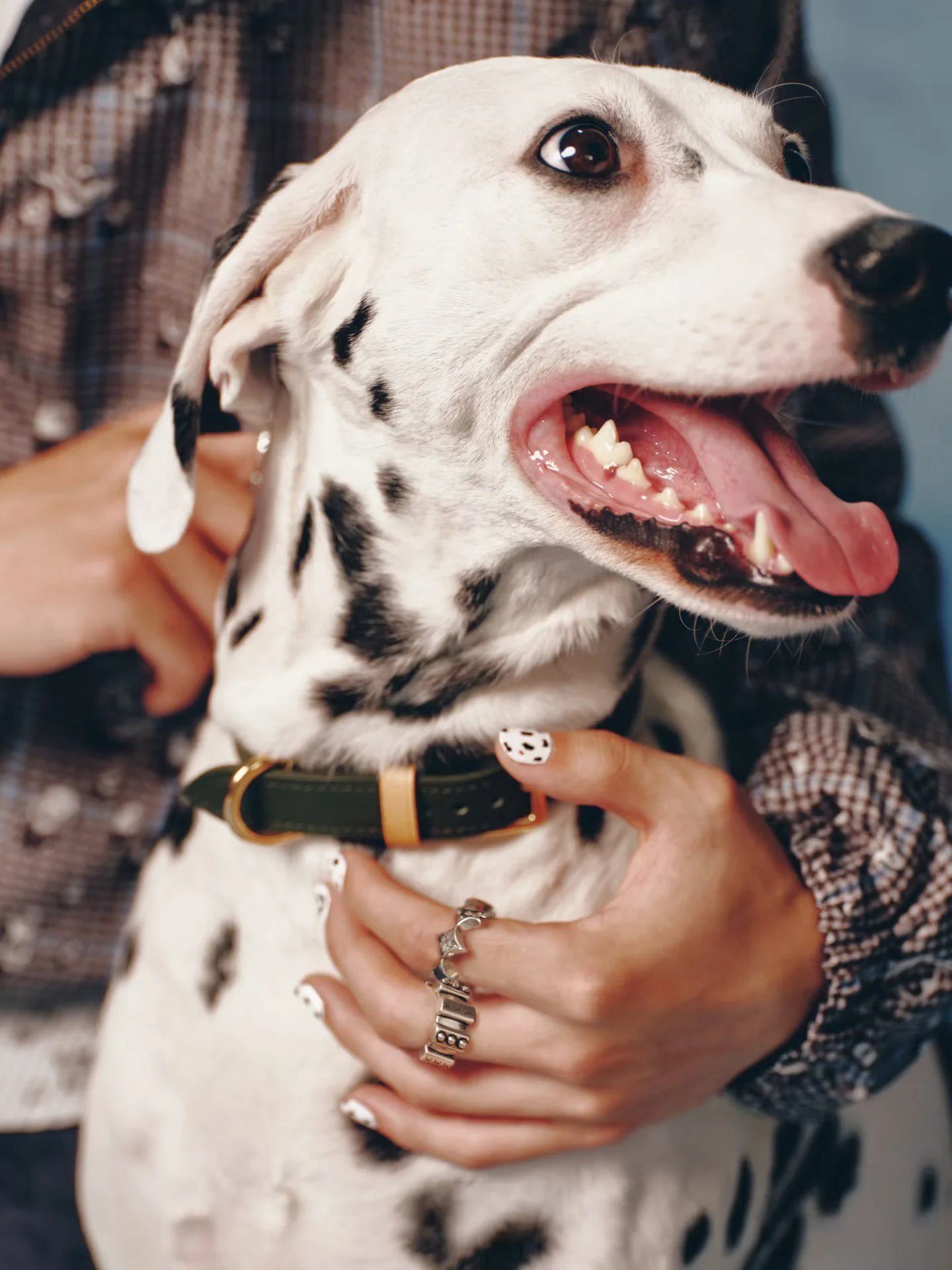 XXIXIN-PET-25.jpg