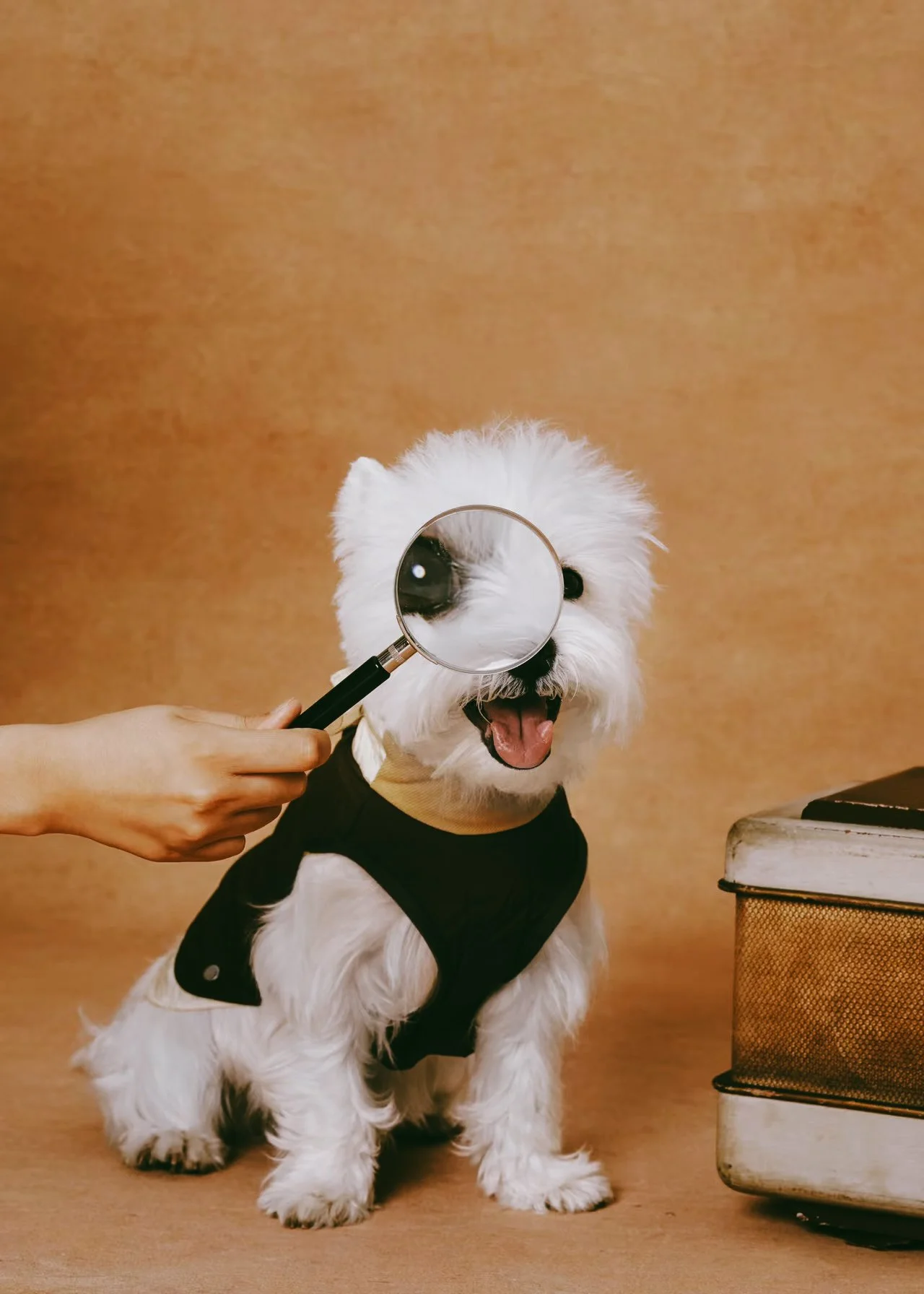 XXIXIN-PET-8.jpg