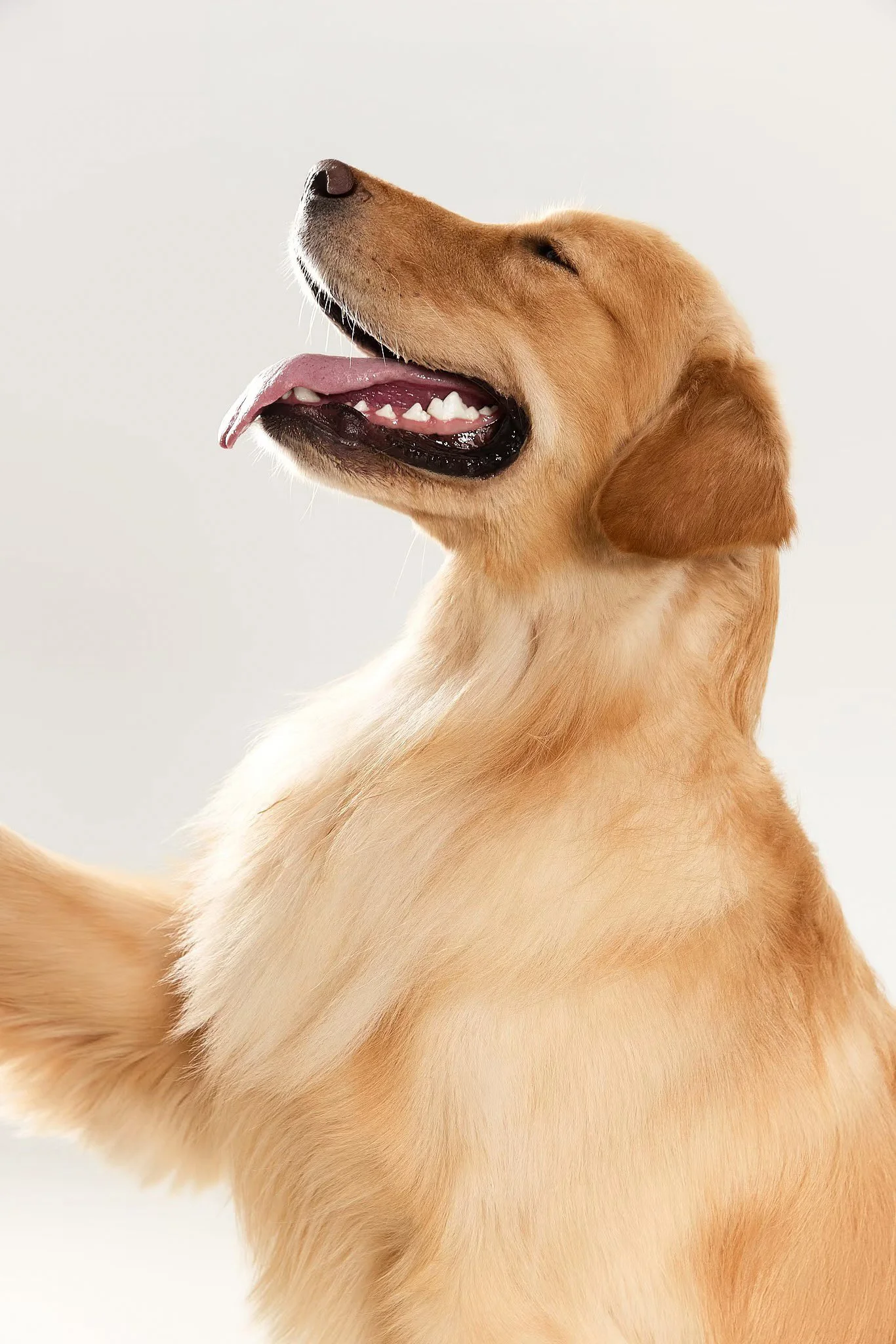 XXIXIN-PET-30.jpg