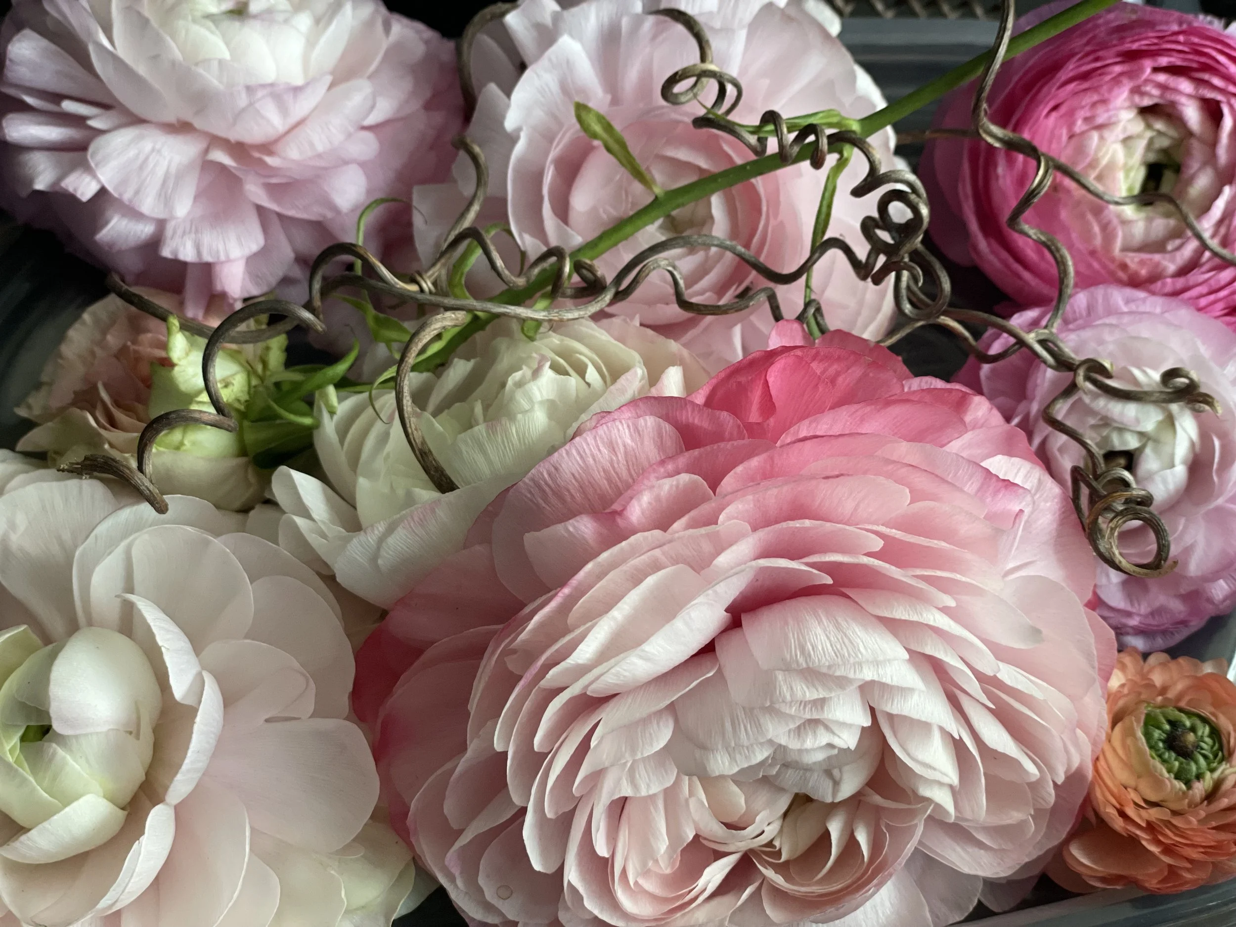 Close-up of pastel-colored ranunculus, and other flowers with vine decorations intertwined.