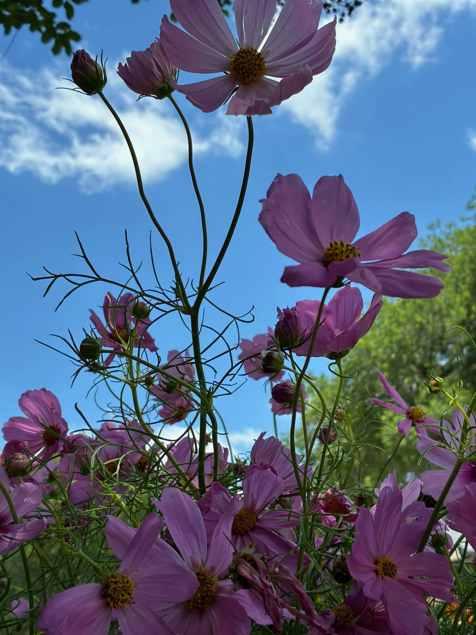 Close-up of pink and purple Cosmo flowers against a bright blue sky with scattered clouds, with some flowers in bud and others in full bloom.