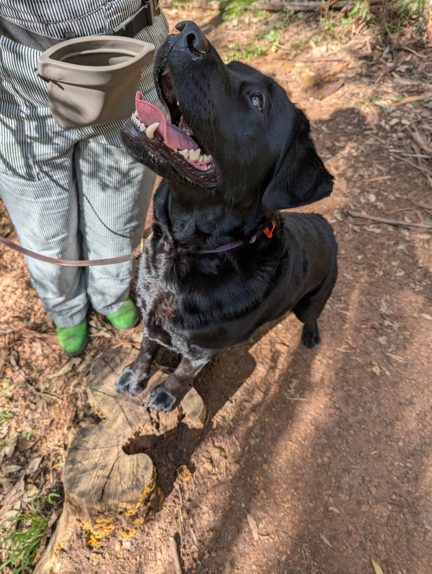 Lumi, a black Labrador, with her front paws on a tree stump, looking up happily at Jasmin on a bush walk