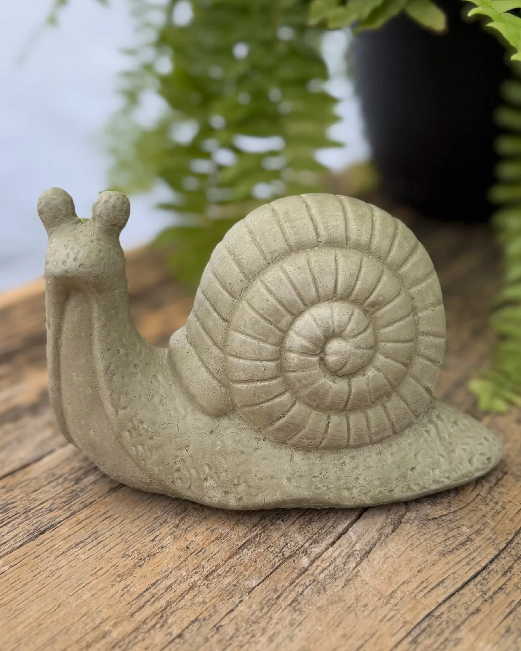 spiral snail