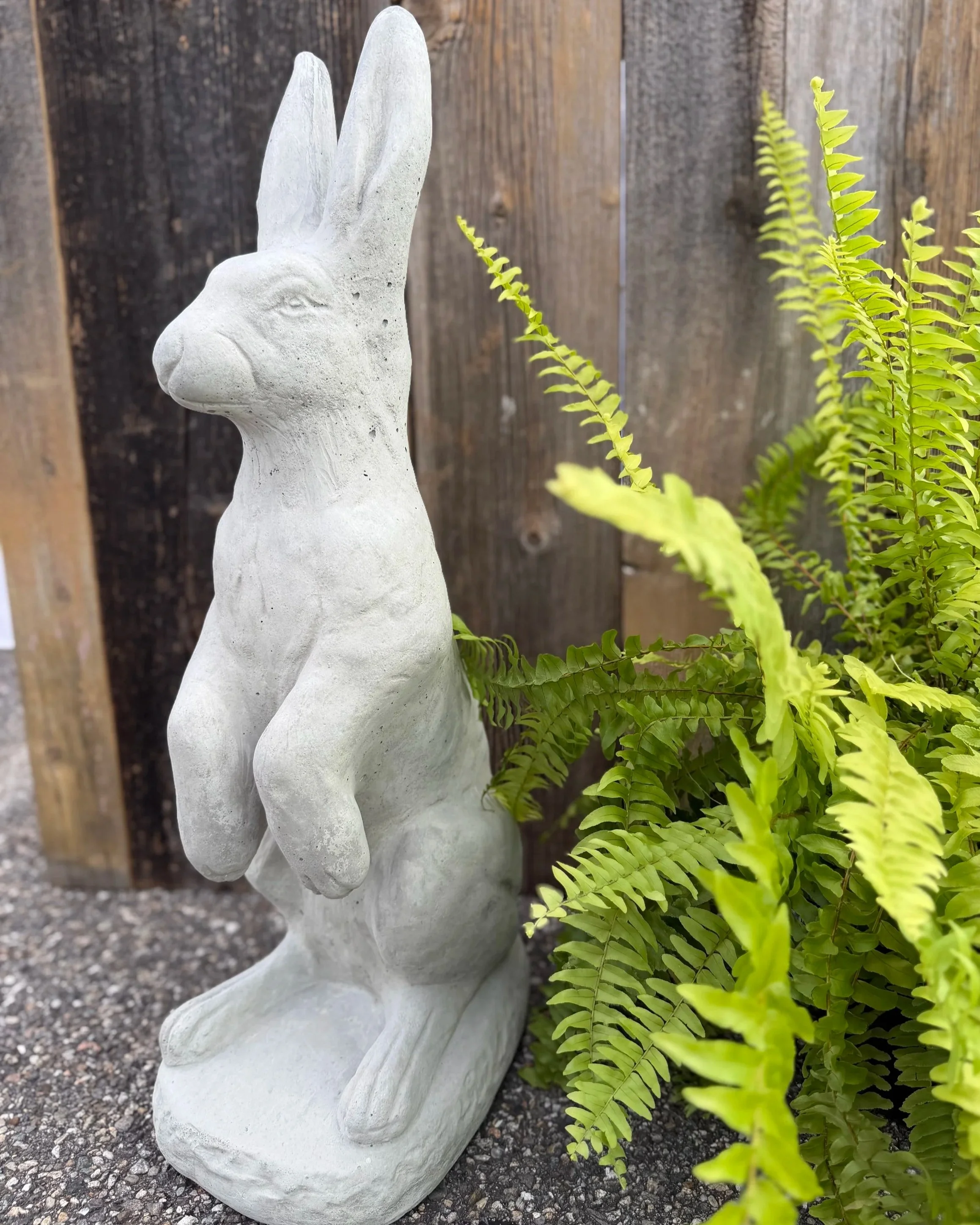 standing jack rabbit