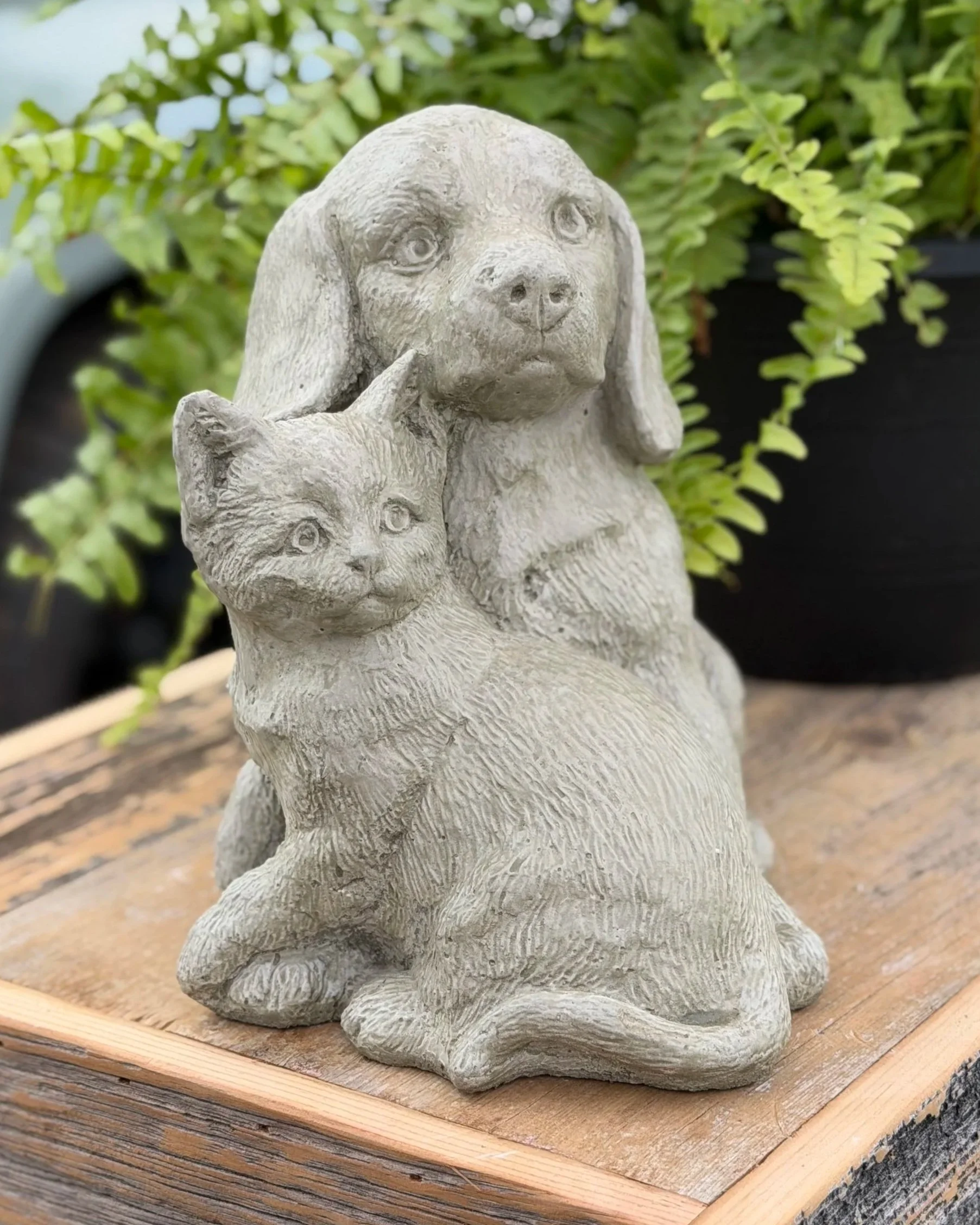puppy & kitten