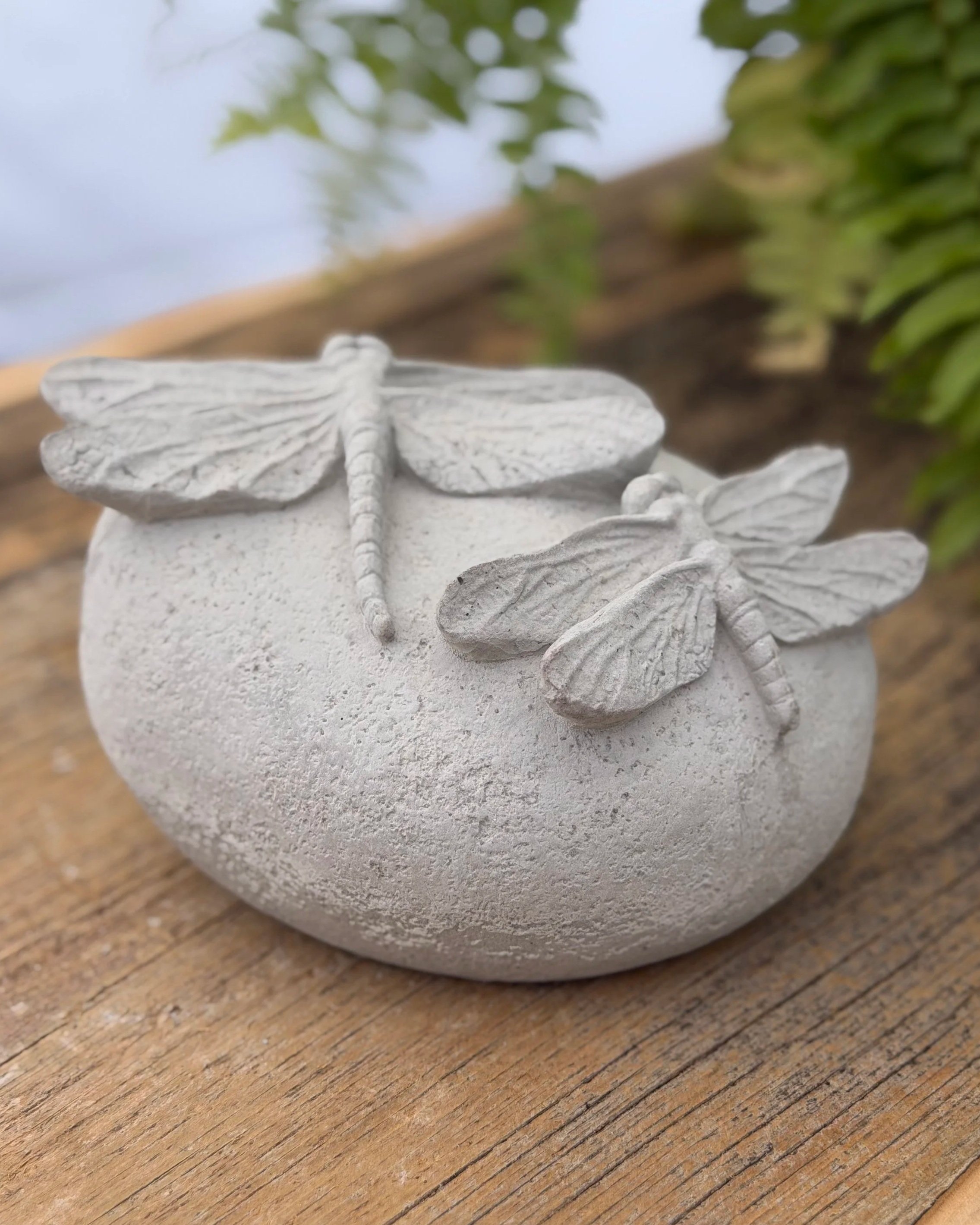 dragonflies on rock