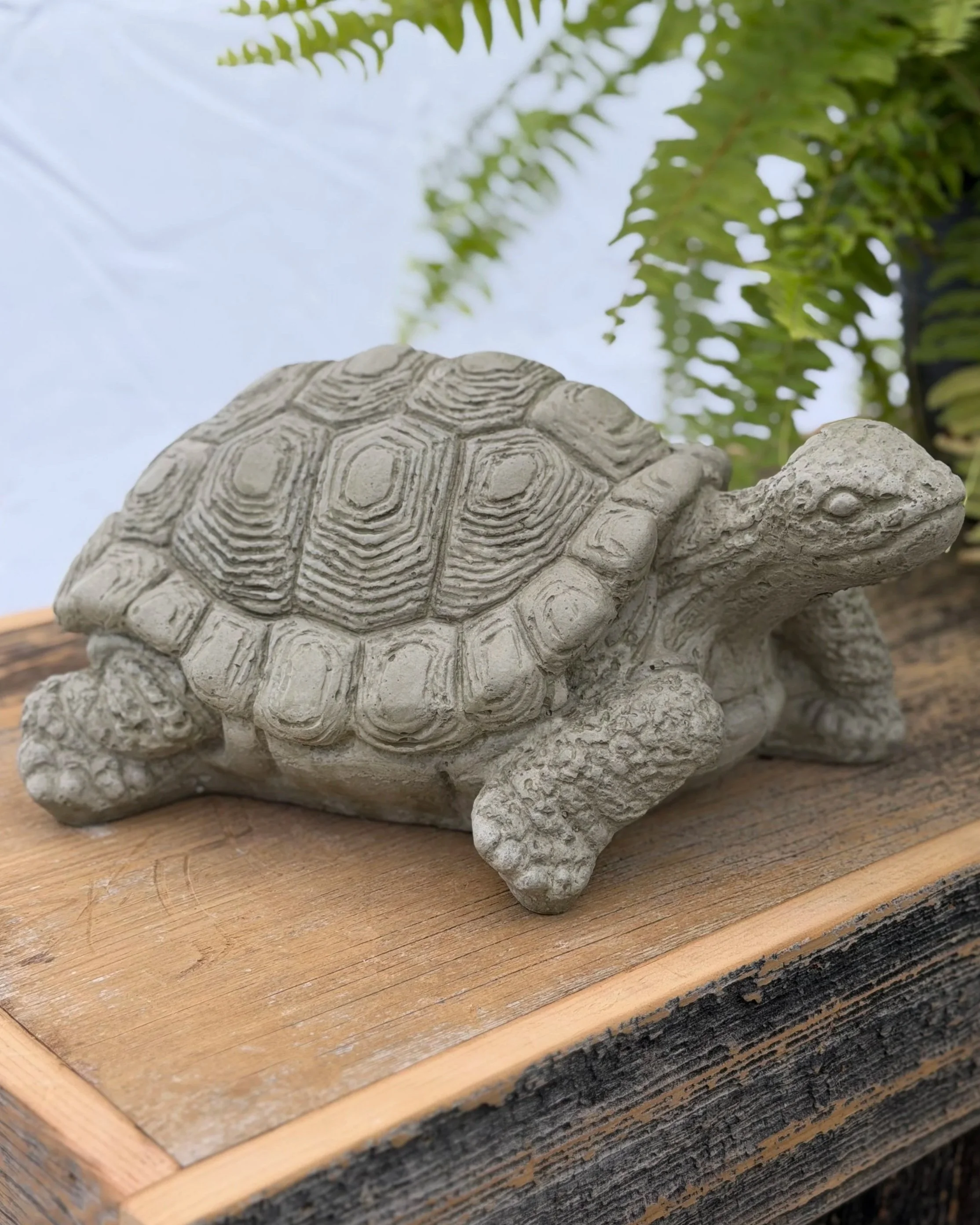 medium turtle