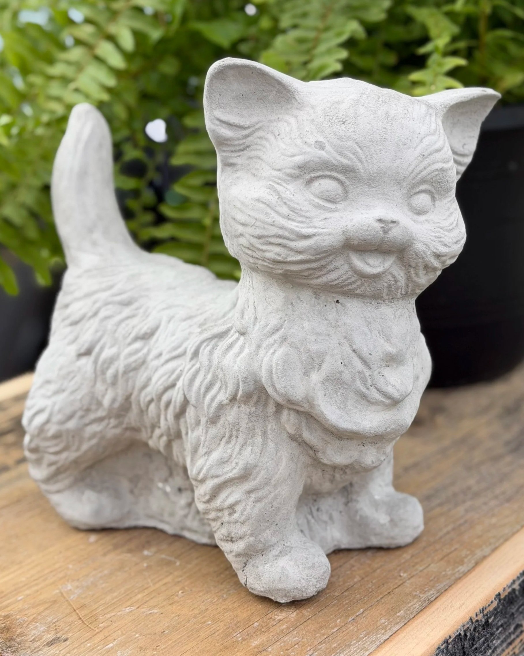 happy lil cat