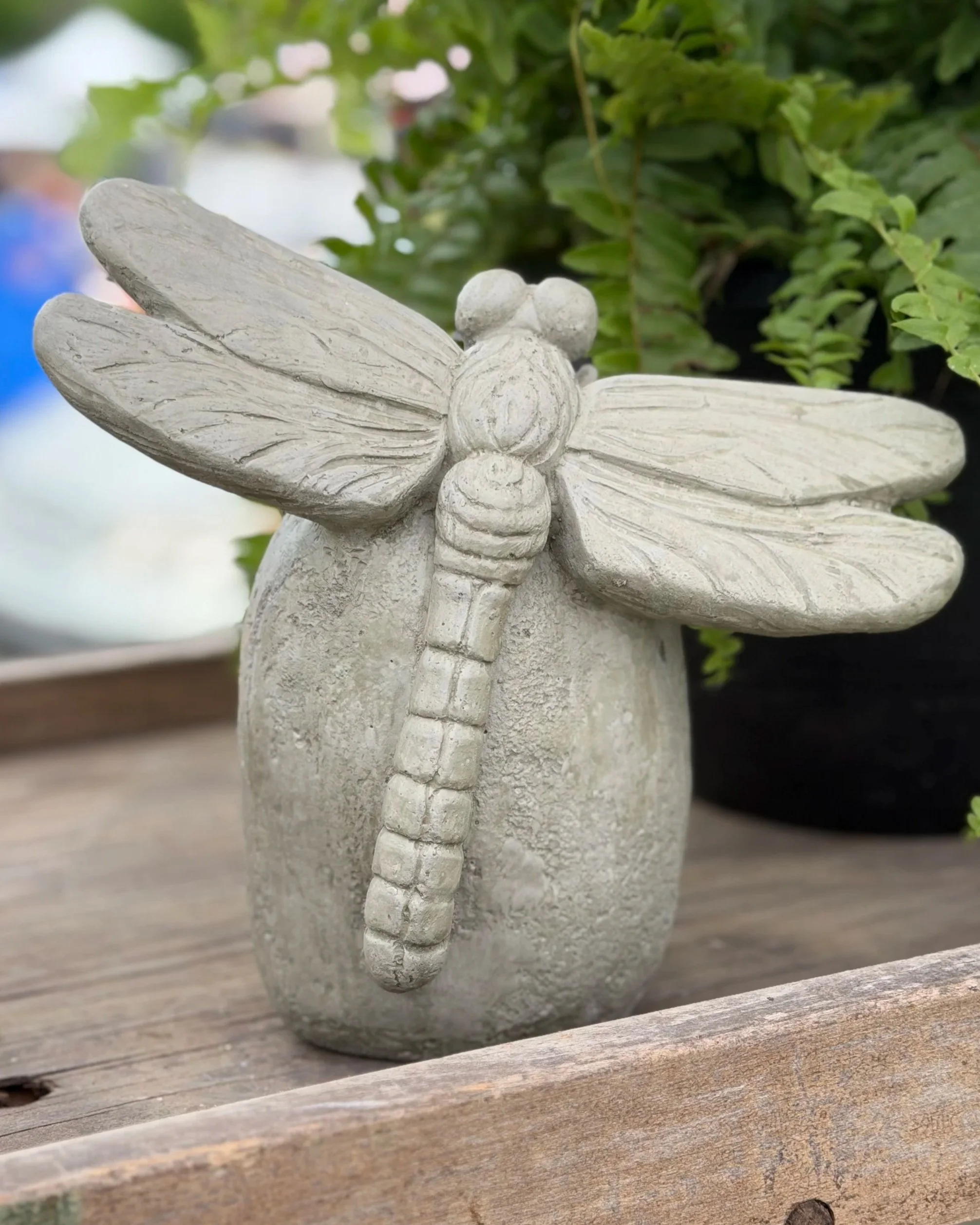 dragonfly on rock