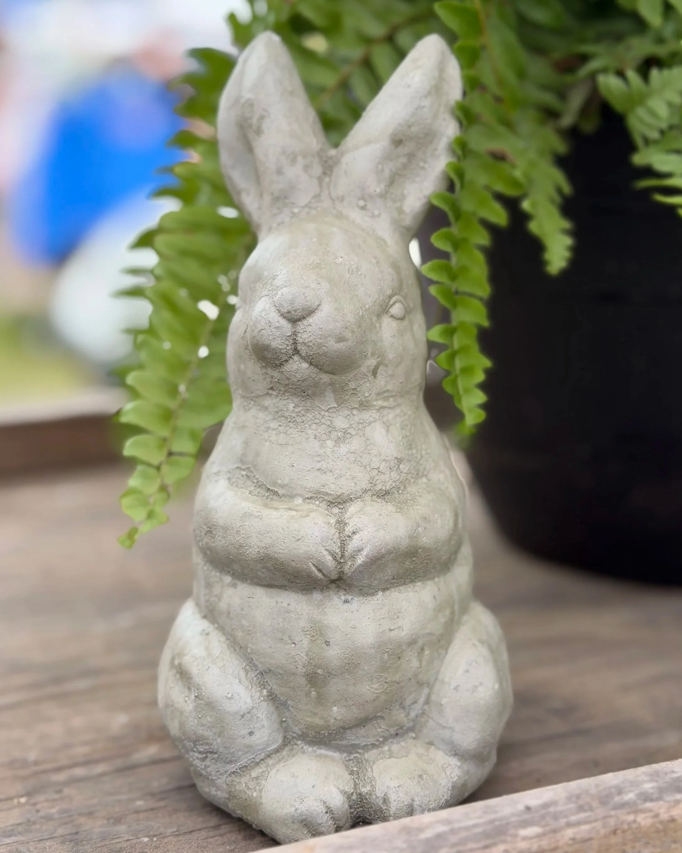 small sitting bunny
