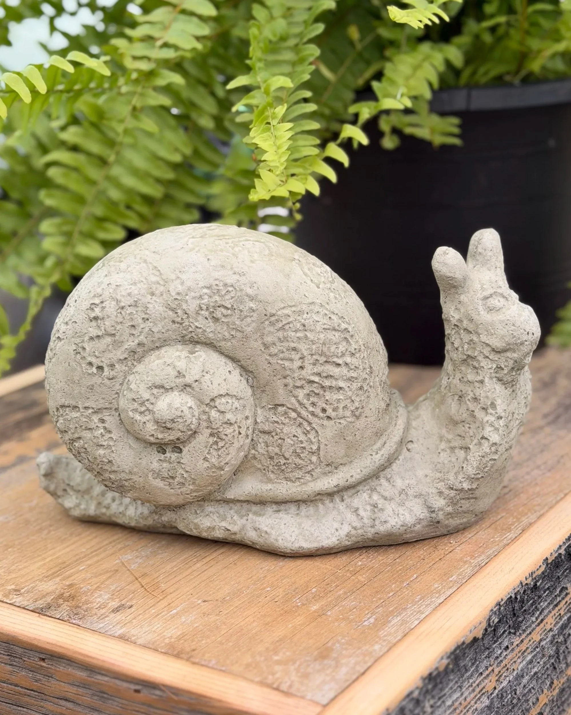medium pattern snail