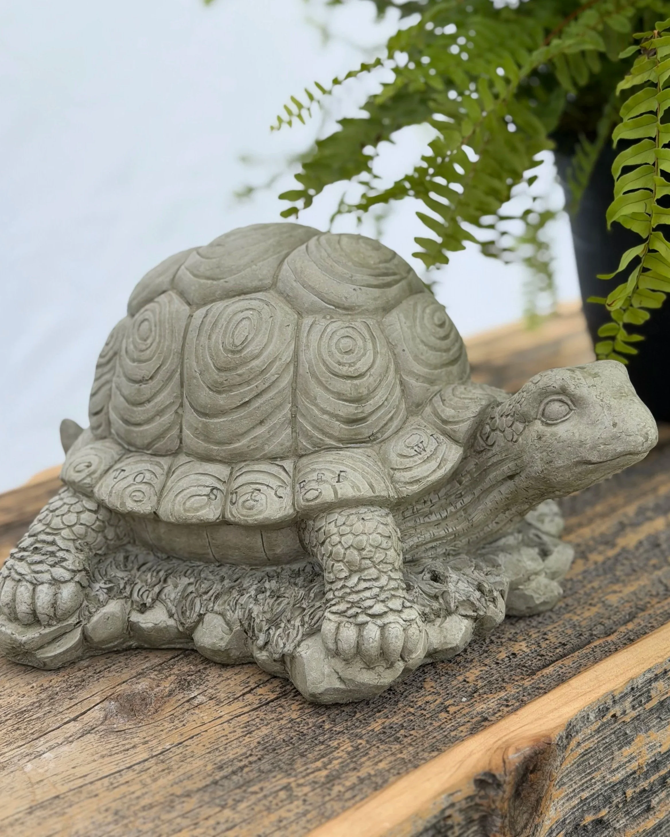medium tall shell turtle