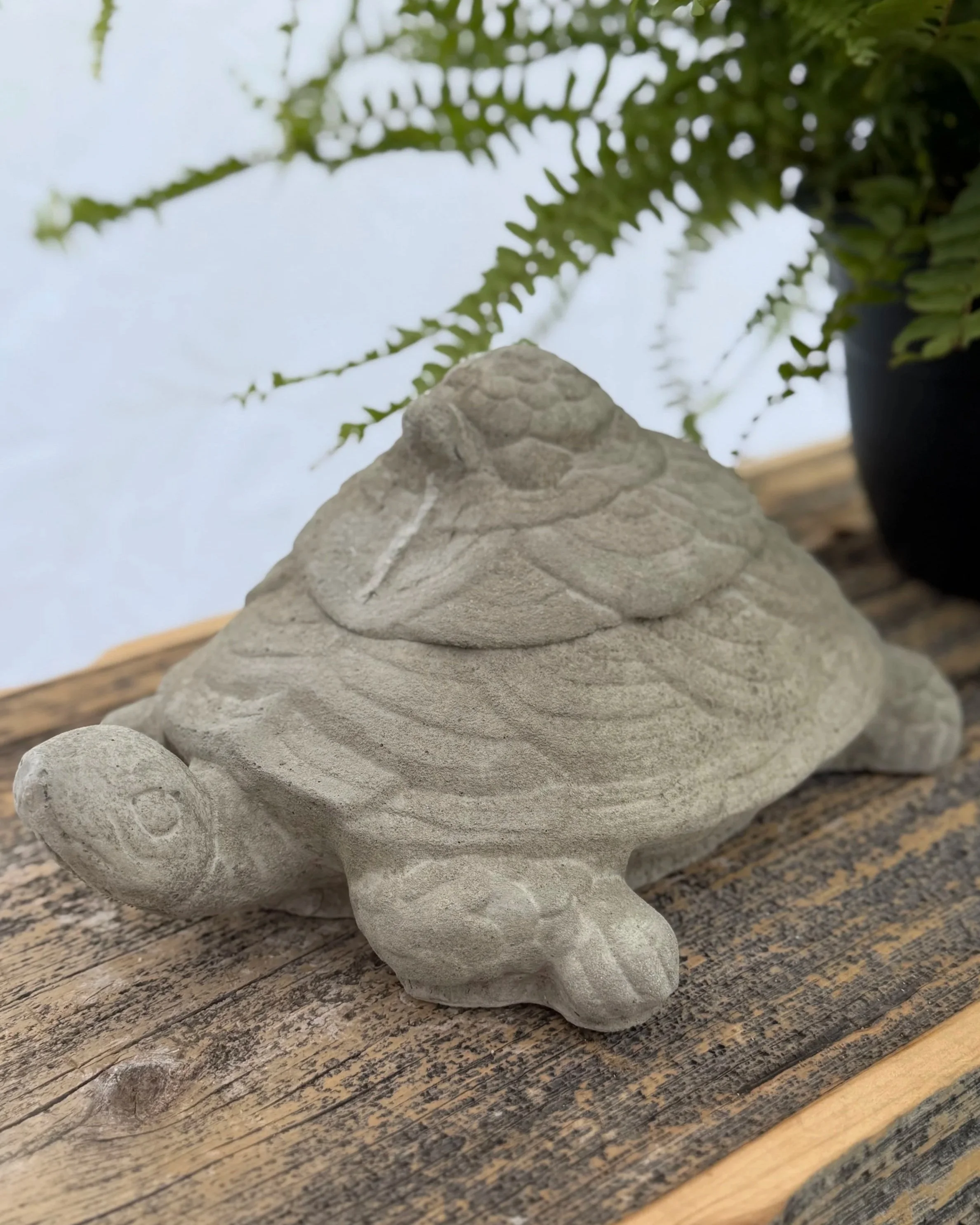 turtle w/baby on back