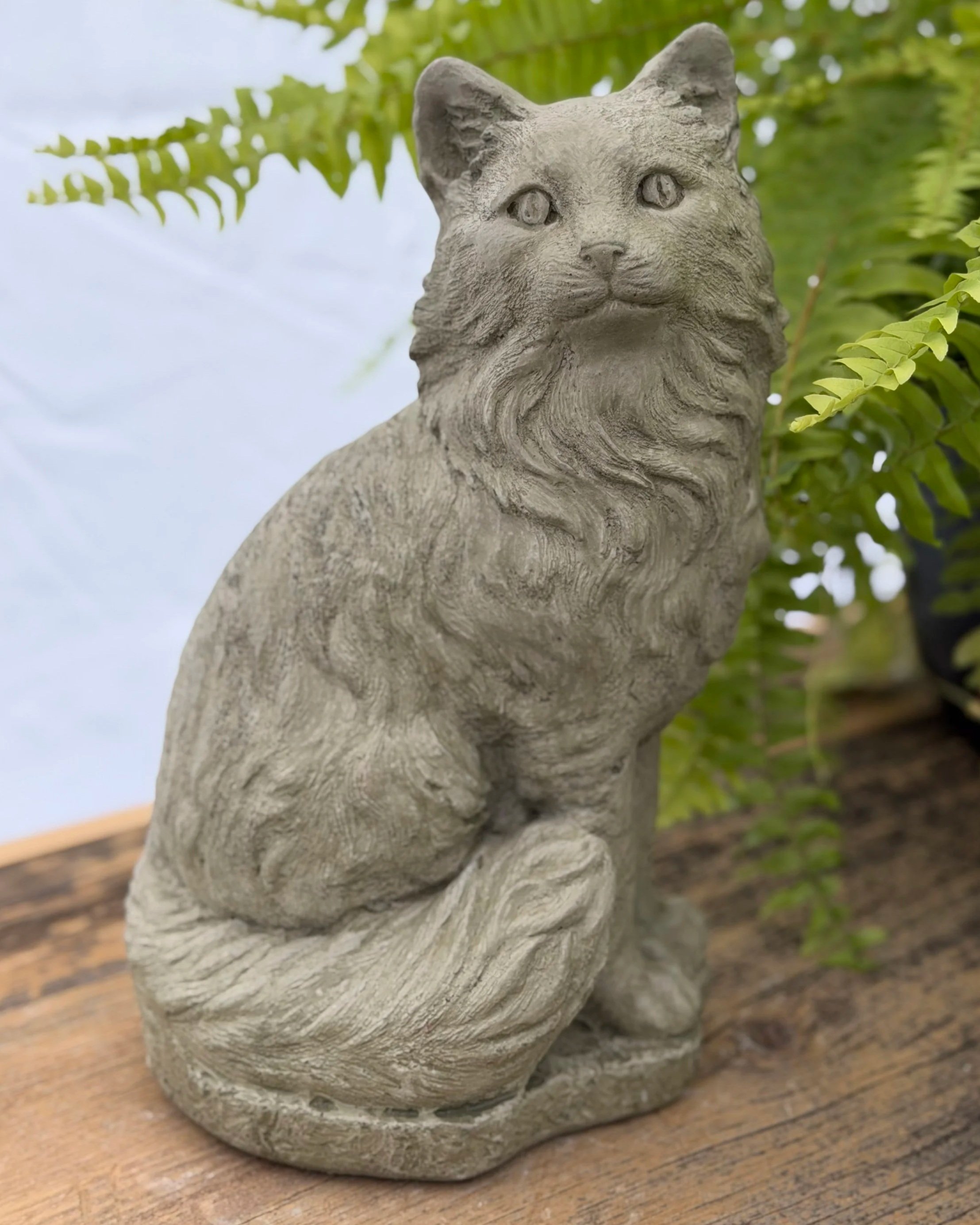 sitting bushy tail cat