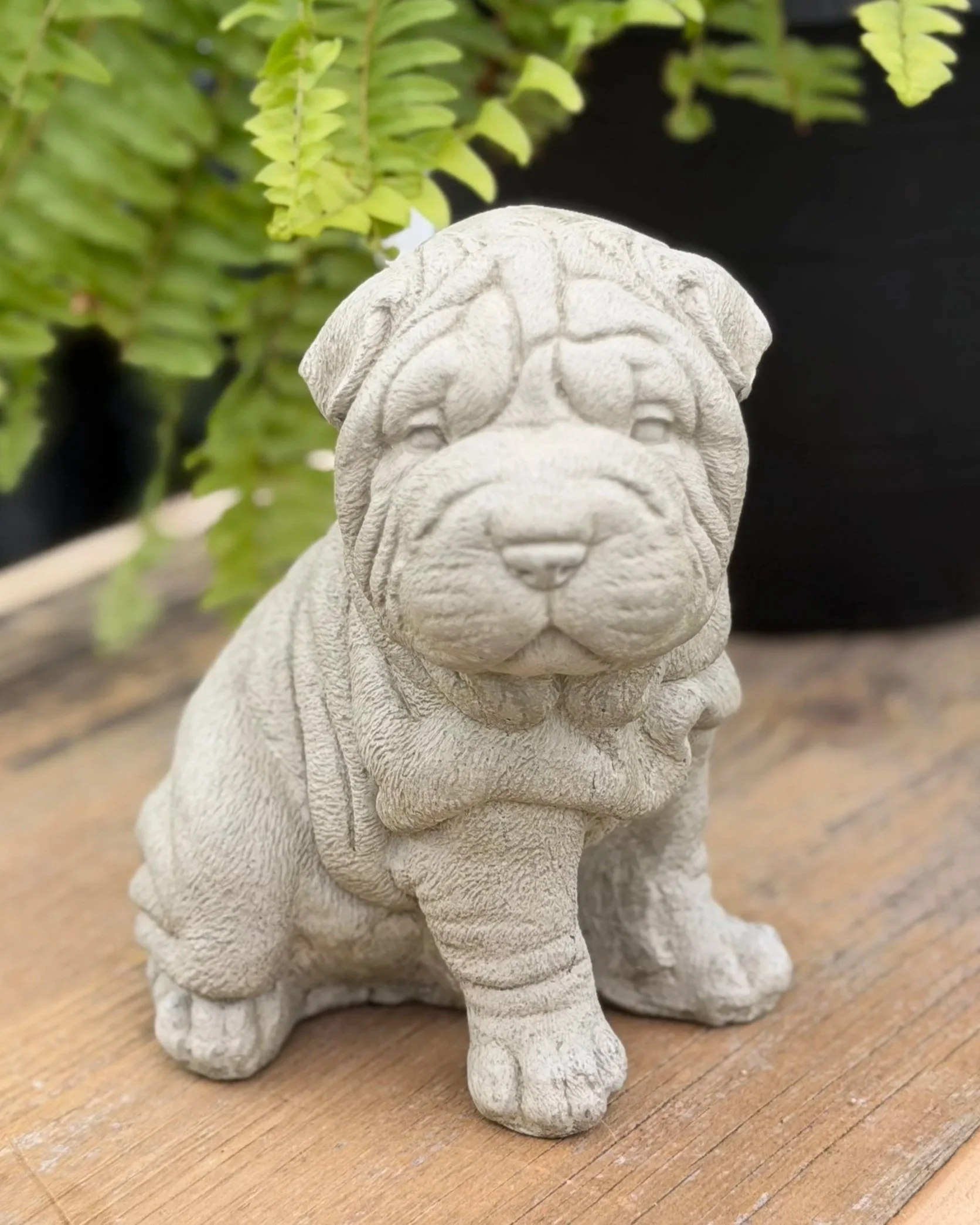 small wrinkle pup