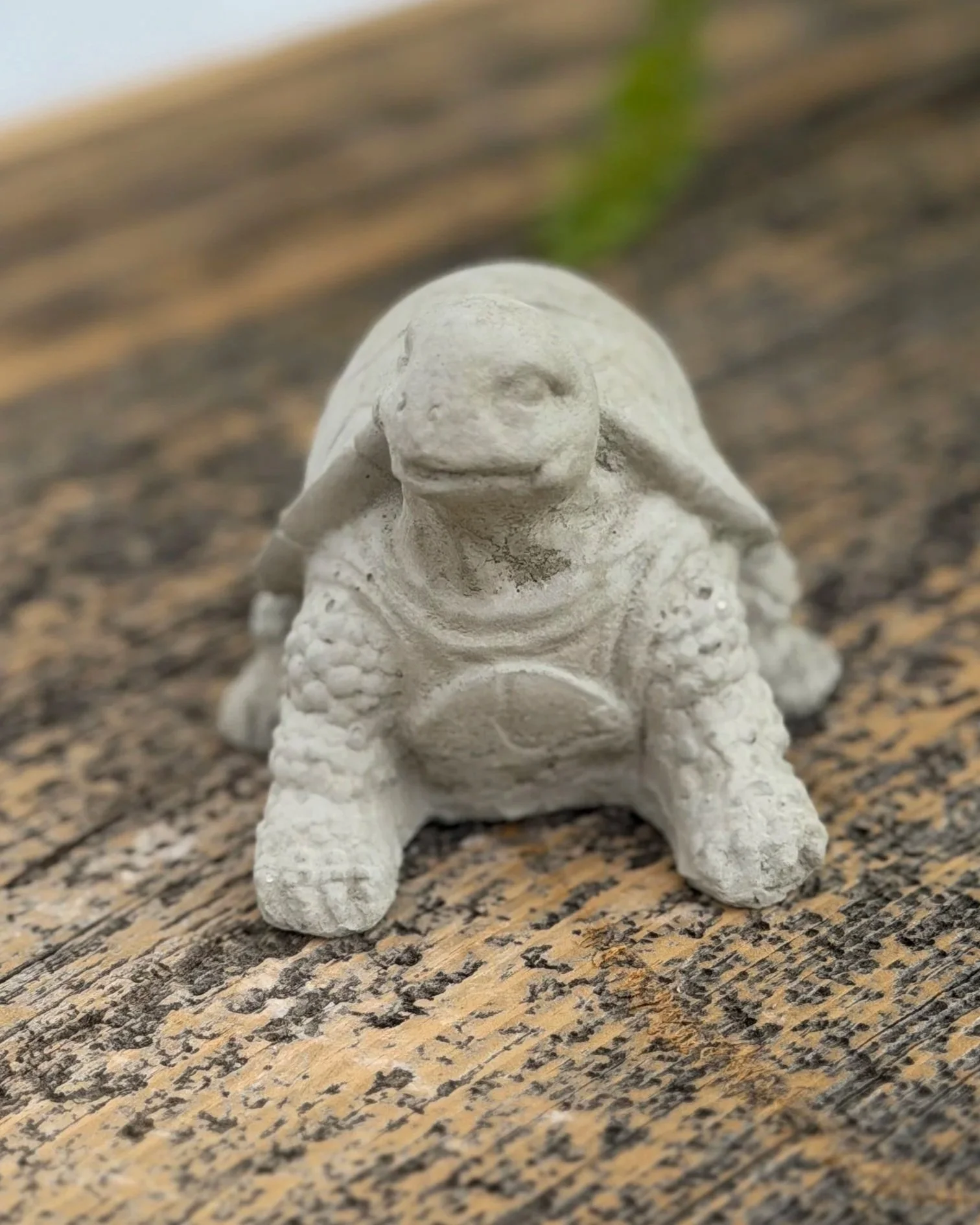 tiny turtle looking right (tall)